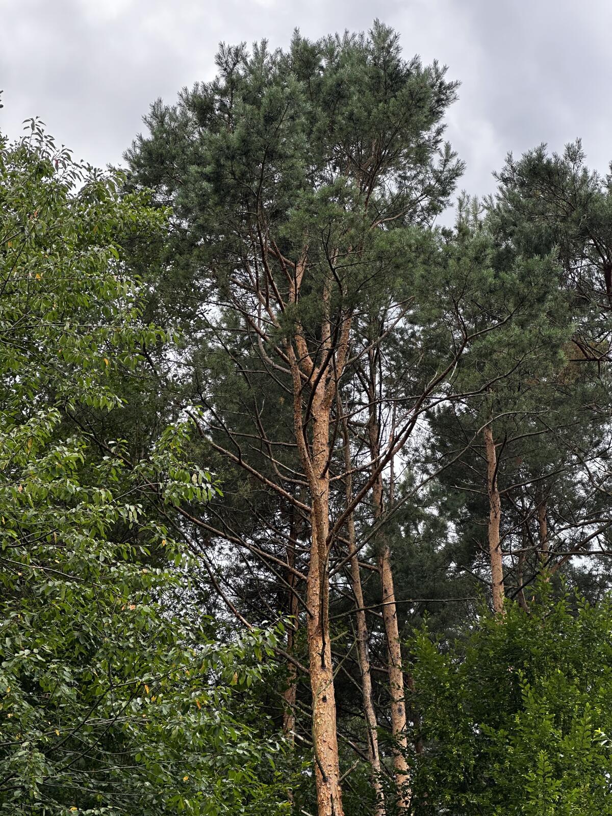 Suche Wald, Pacht oder Kauf 1