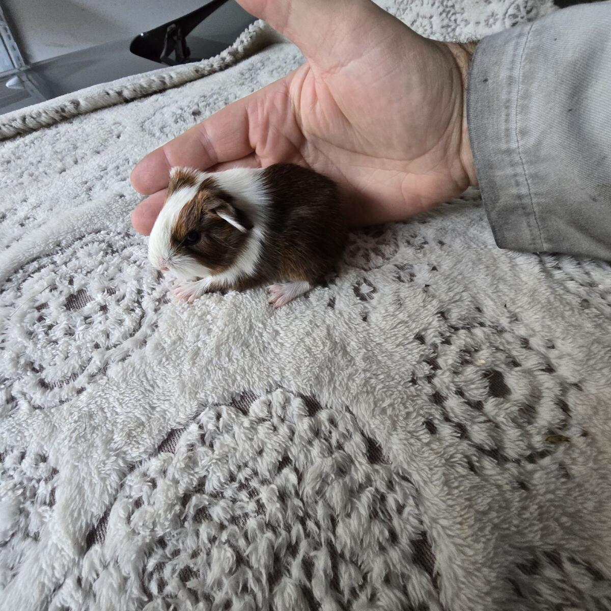 Meerschweinchen Babys dürfen ab 26.11.25, 2x weiblich, 8225 1