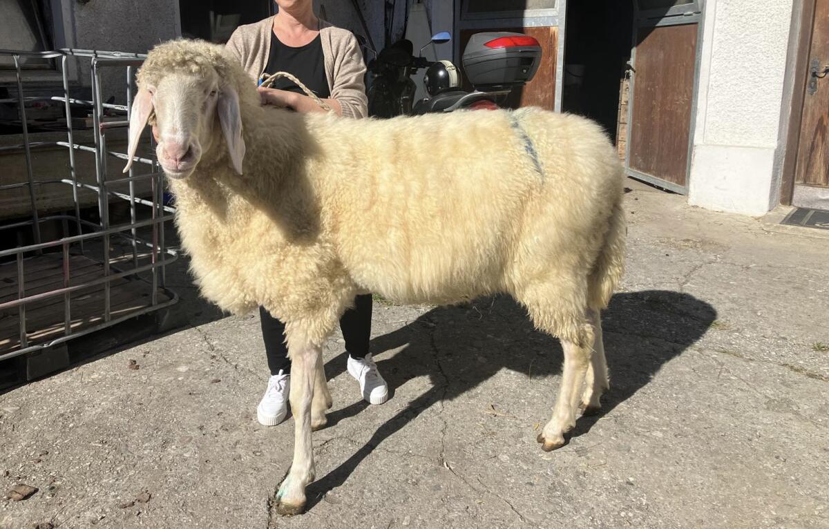 Verkaufe Hb Bergschafwidder 2