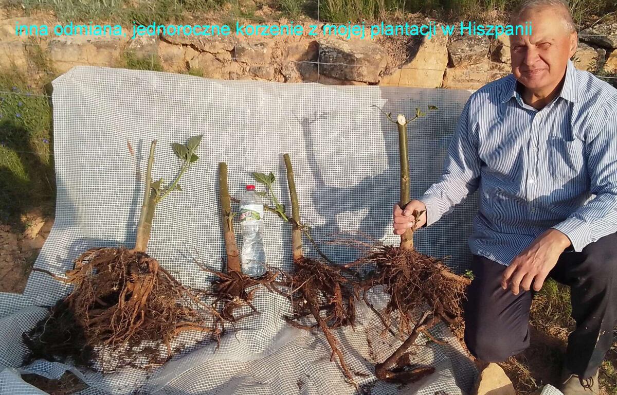 Paulownia Kiribaum Blauglockenbäume, einjährige Wurzelstöcke 3