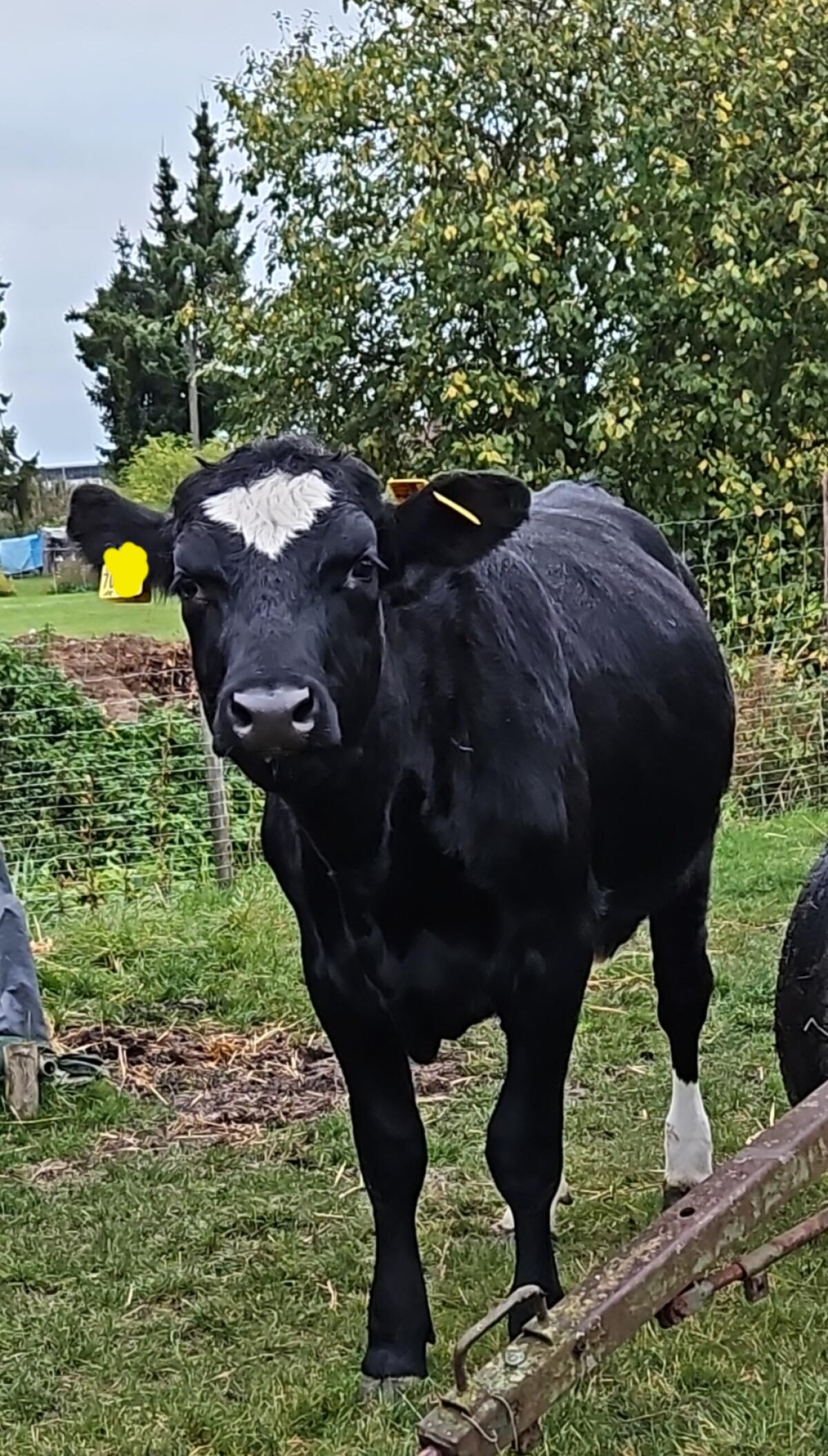 Blauweiss Belgier Färse 26 Monate, Angus Färse 19 Monate 2