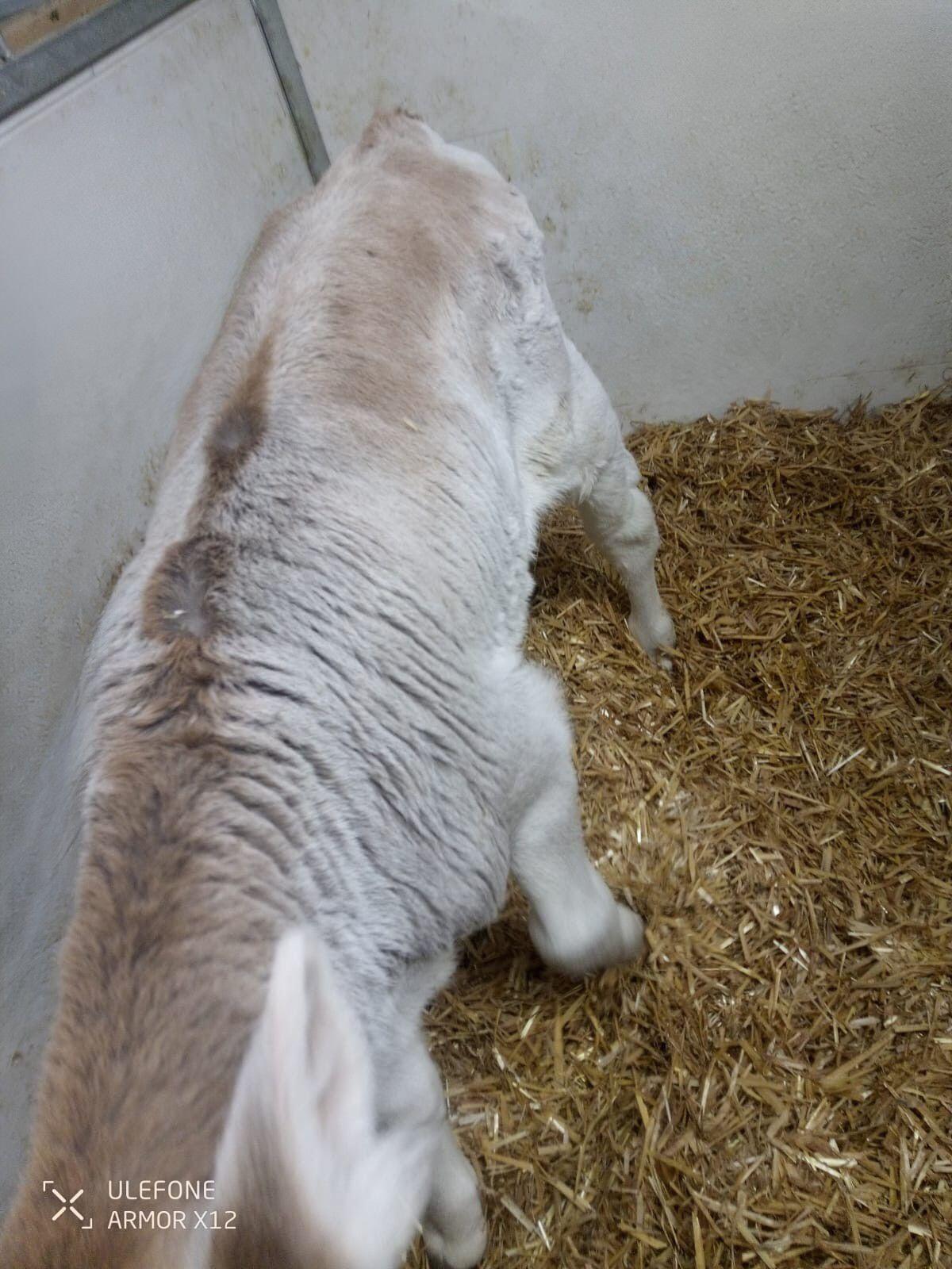 Bio Braunvieh Stierkalb 1