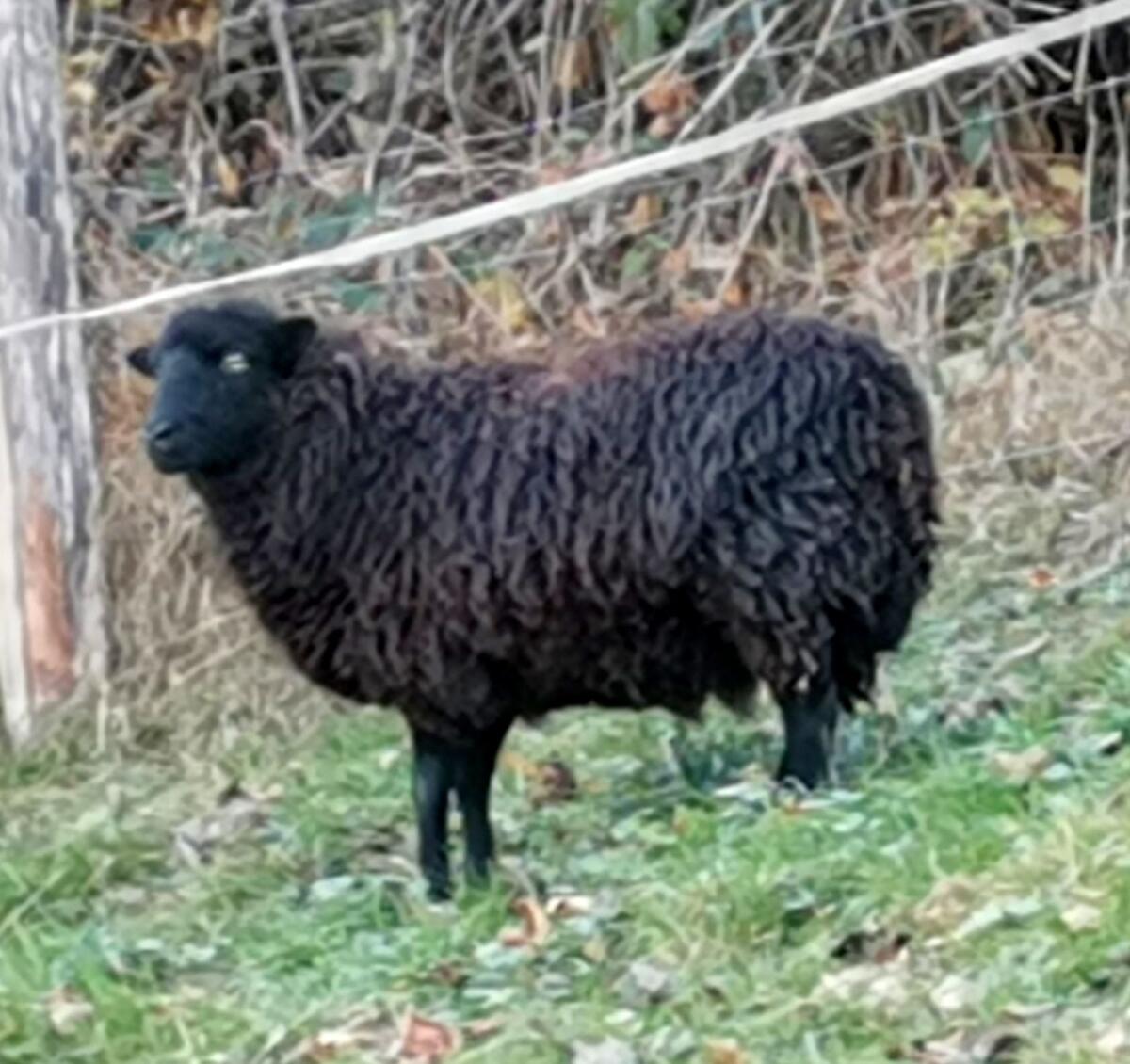 Quessantschafe, Kamerunschafe 2