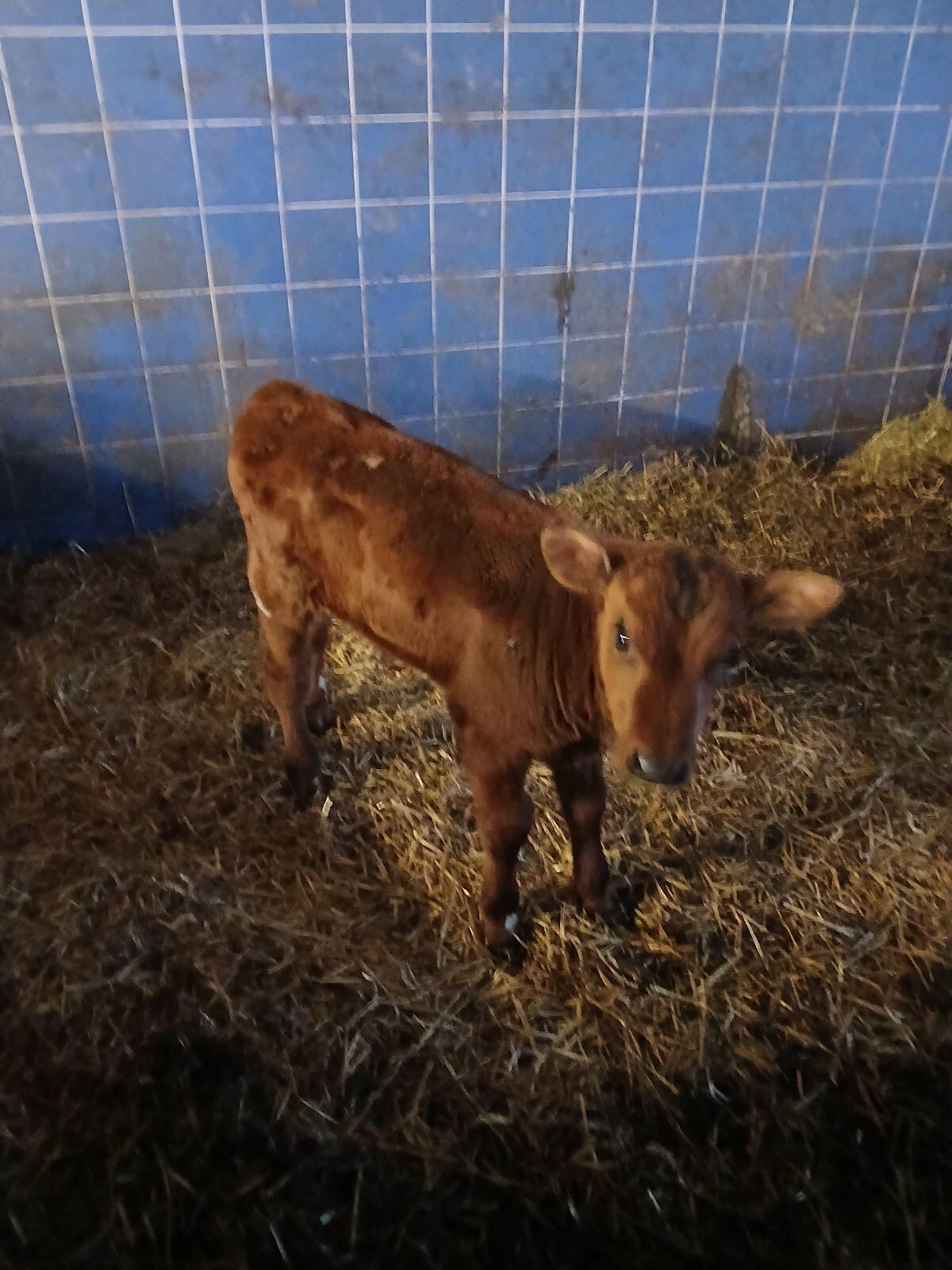 Bio Stierkalb Milchviehmix 1