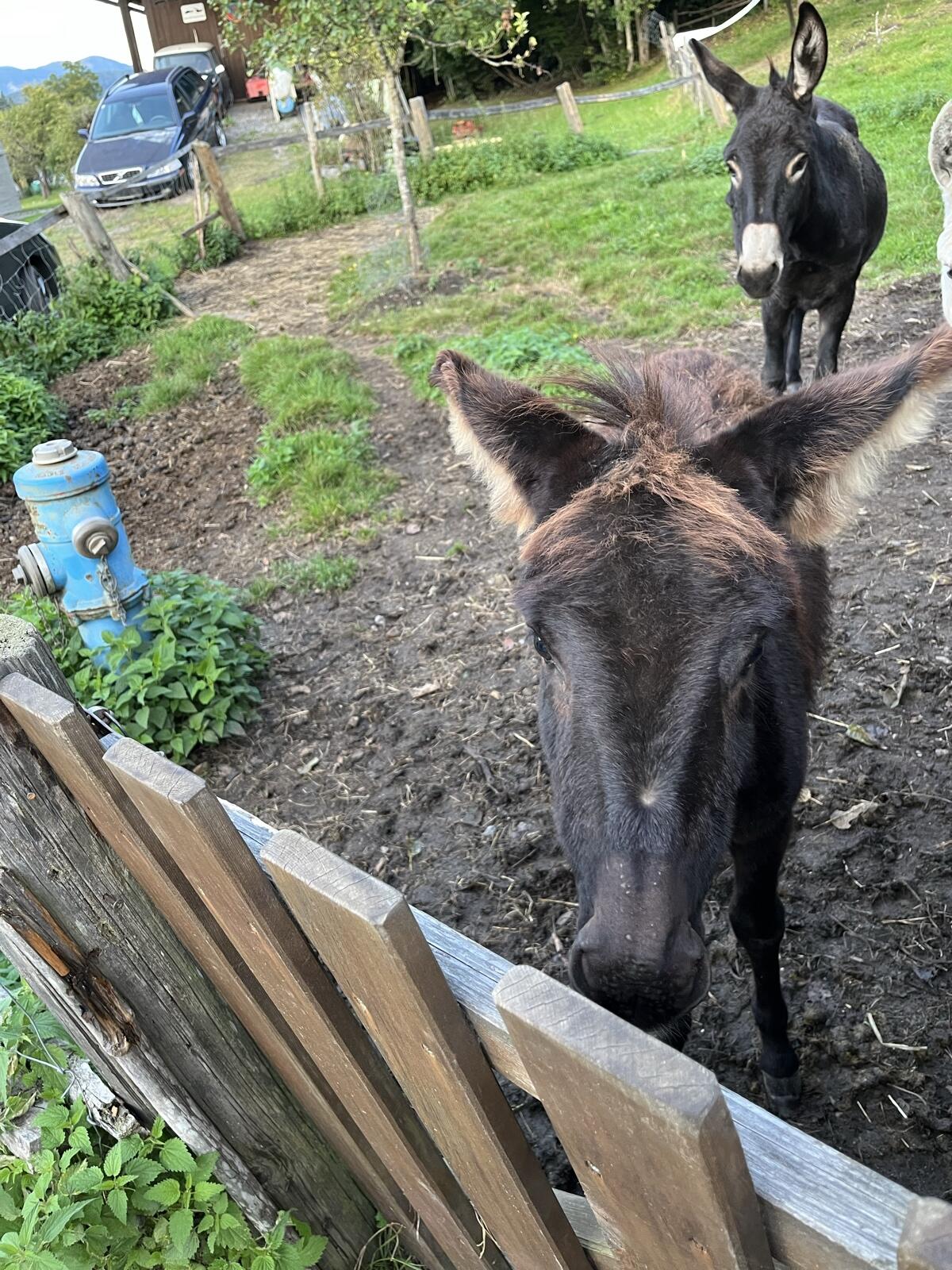 Verkaufe zwei Eselhengste 2