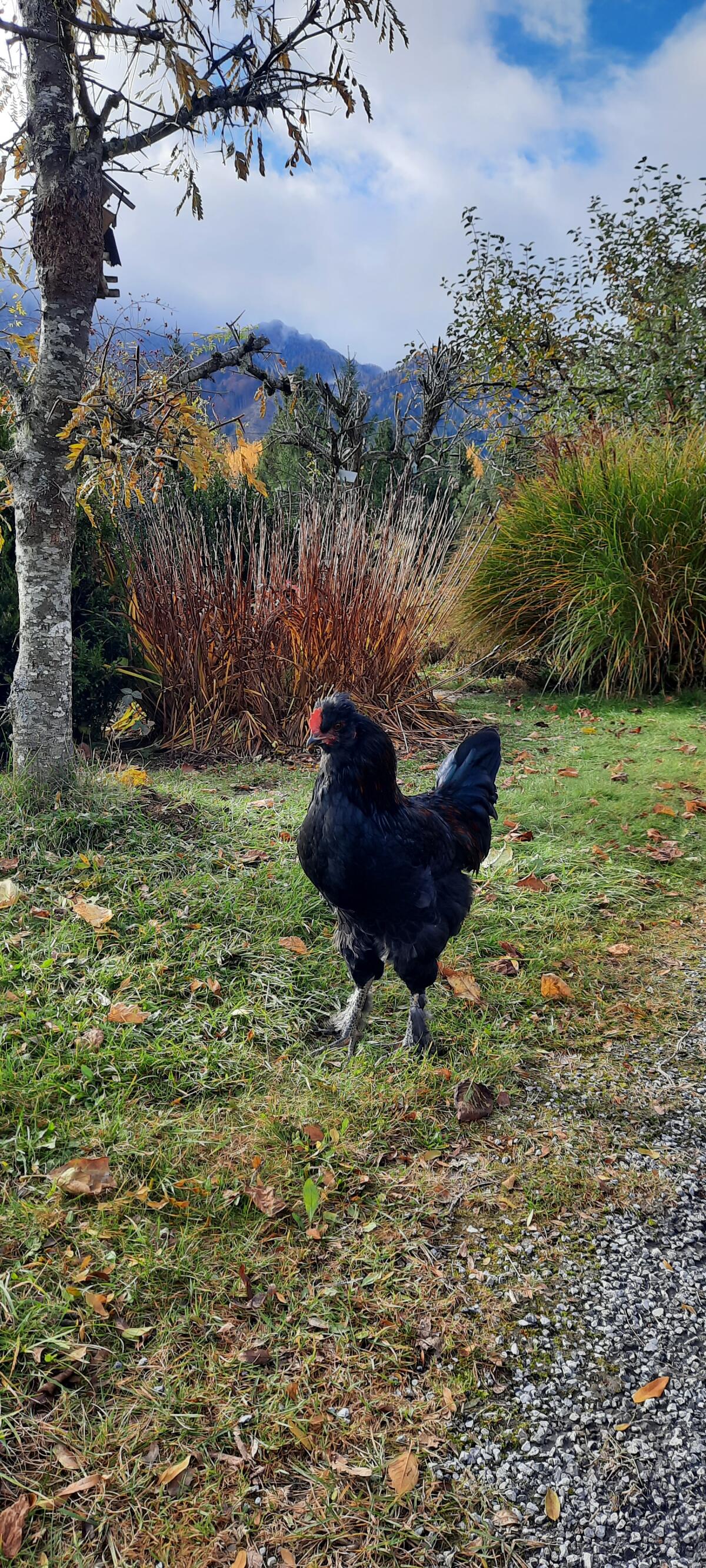 Lavender Araucana-Maran Hahn 1