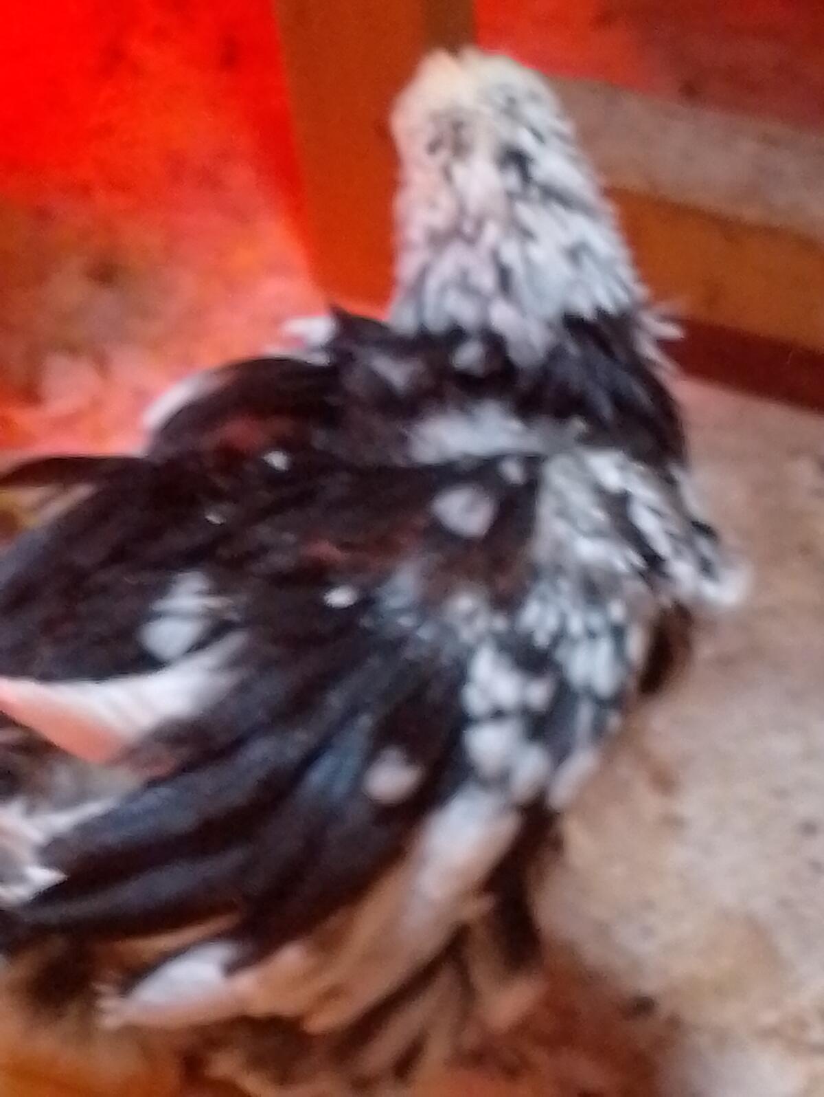 Orpington Gelb und Schwarz-Weiß-Gescheckt Küken 2