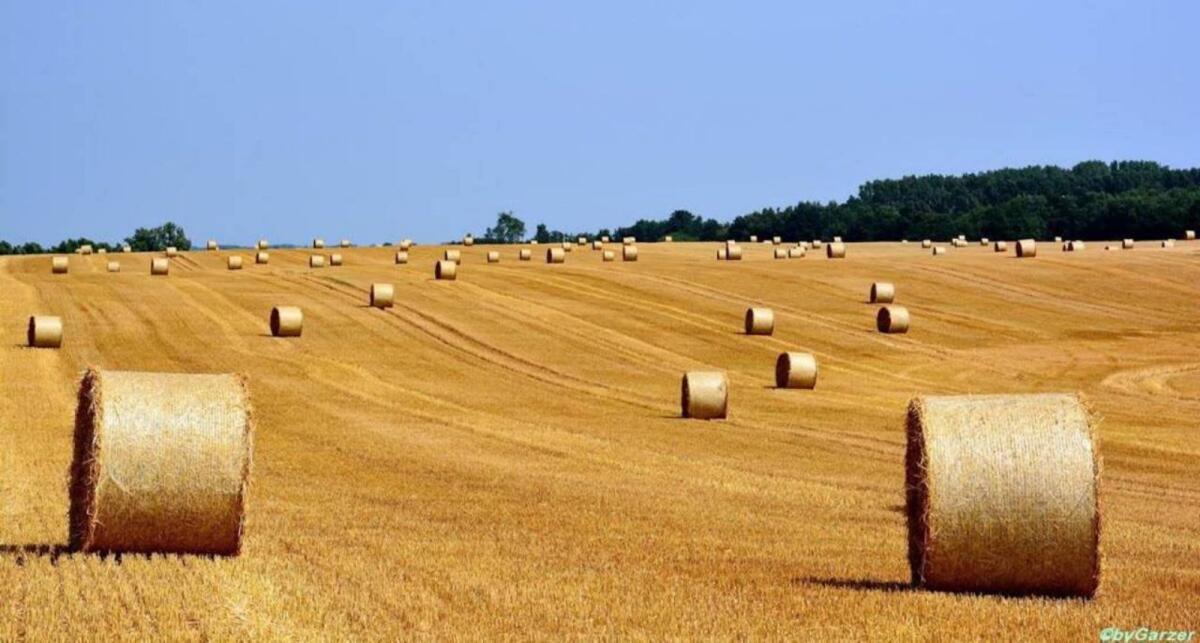 Pachte Ackerflächen 1