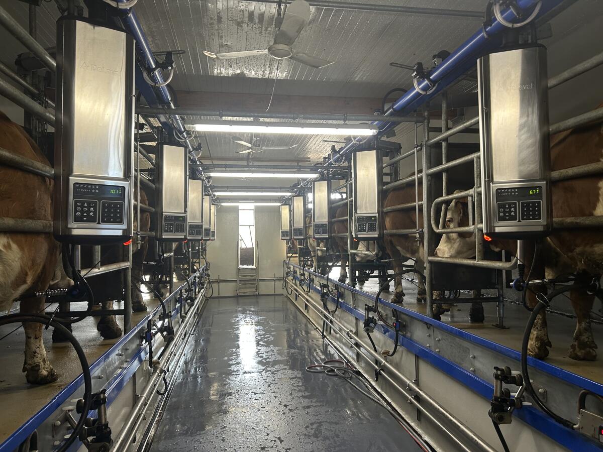 Delaval Melkstand Doppel 5 Autotandem 3