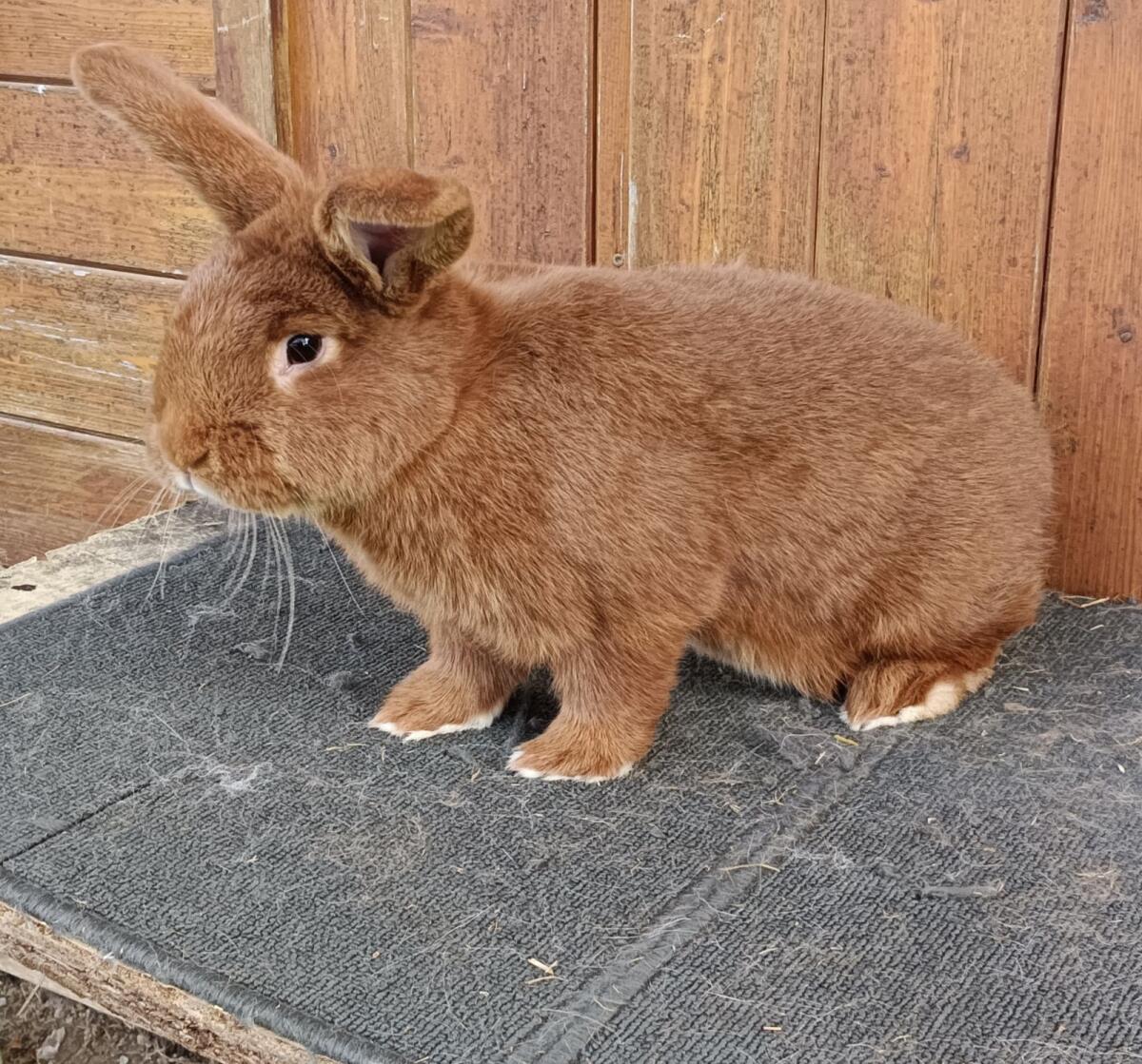 Roter Neuseeländer 1