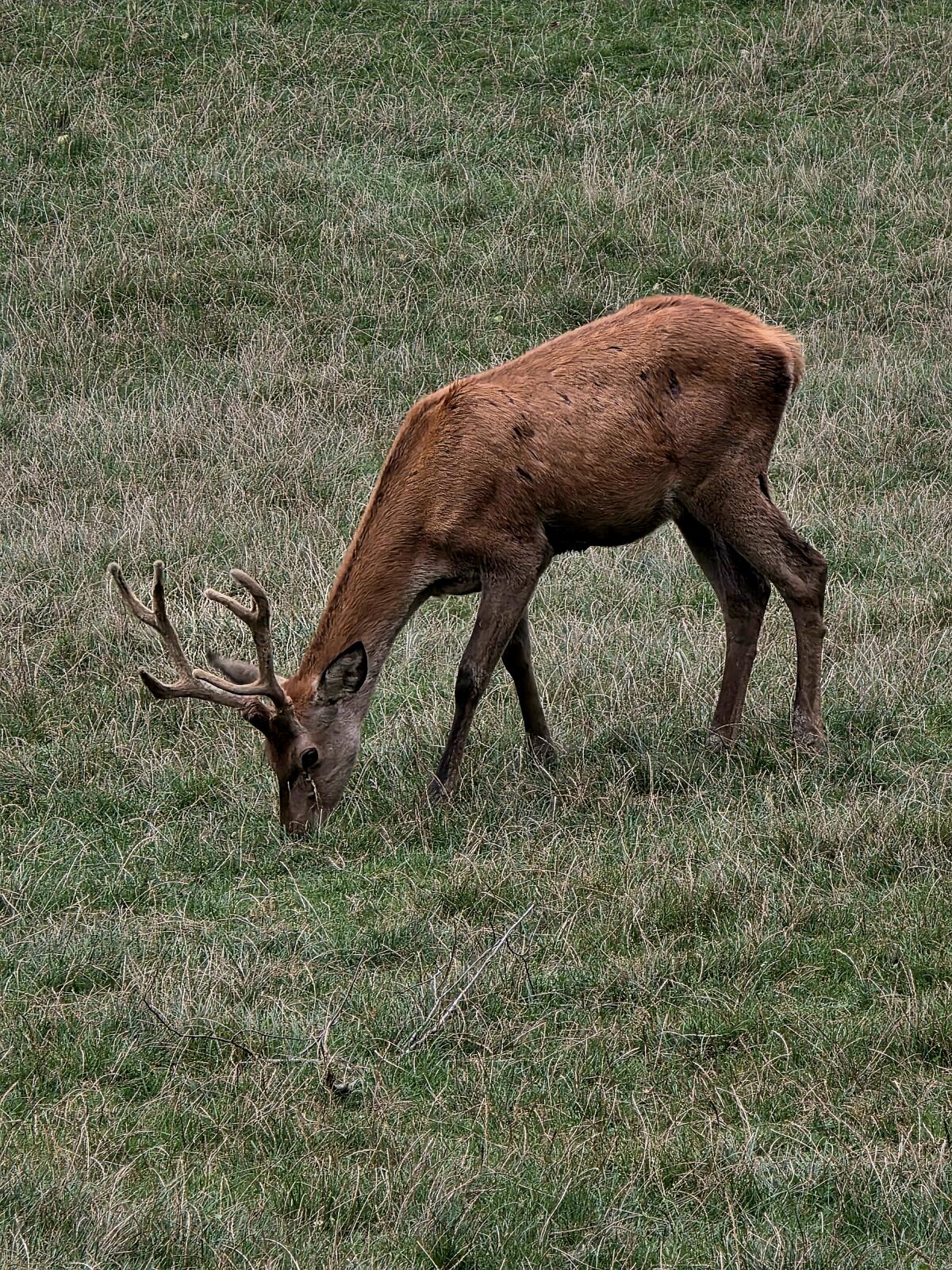 Prachtvoller Rotwildhirsch für Zucht im 1. Kopf 3