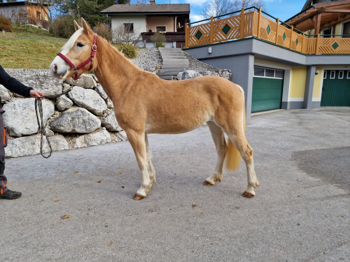 2,5-jährige Haflingerstute Leonora-W 3