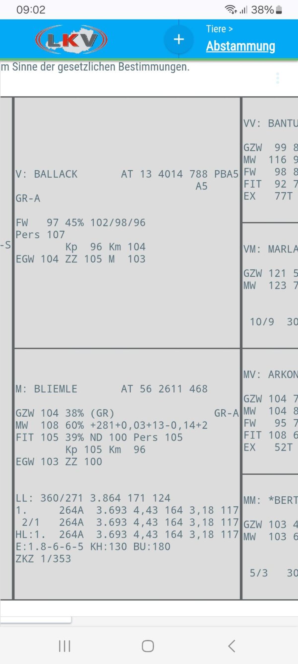 Grauvieh Zuchtkalb 1