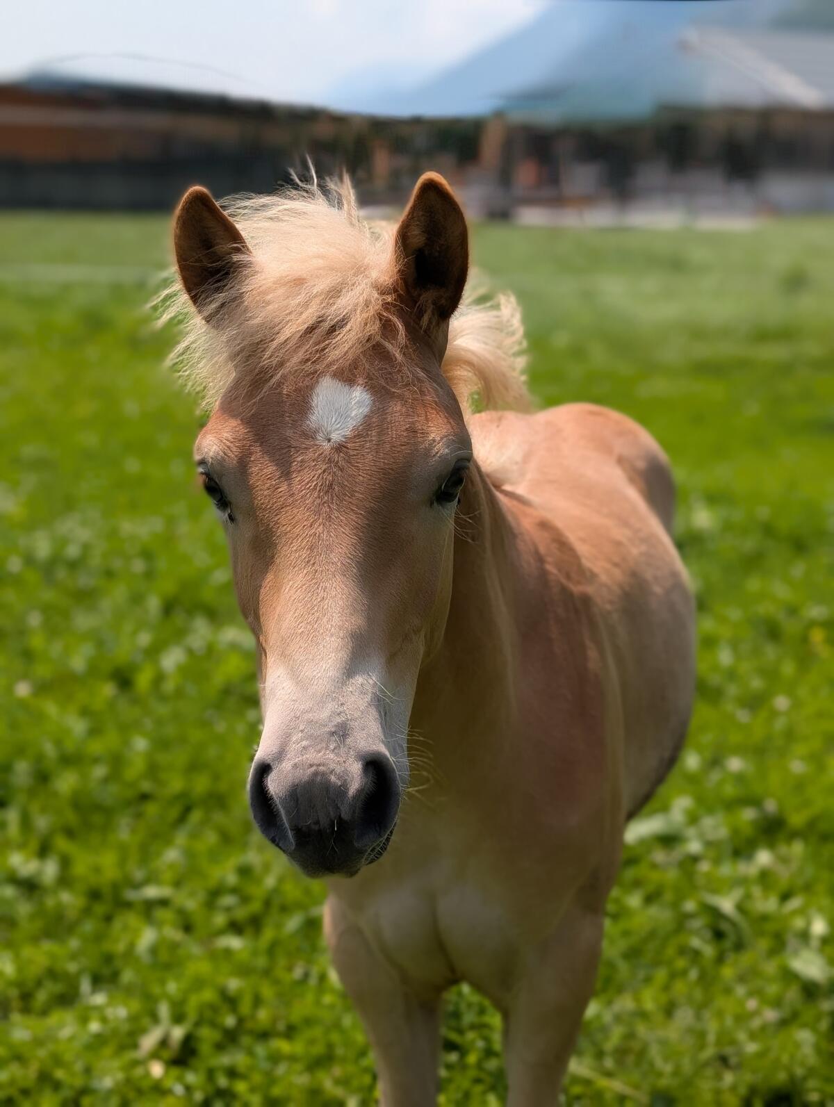Original Tiroler Haflinger, Hengstfohlen 2