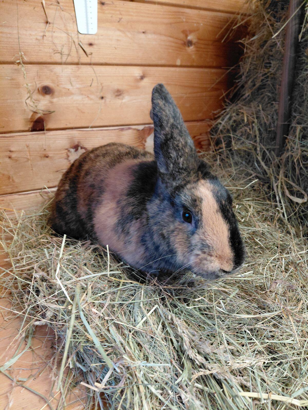 Japaner, Kaninchen, Hase, Fleischhasen 3