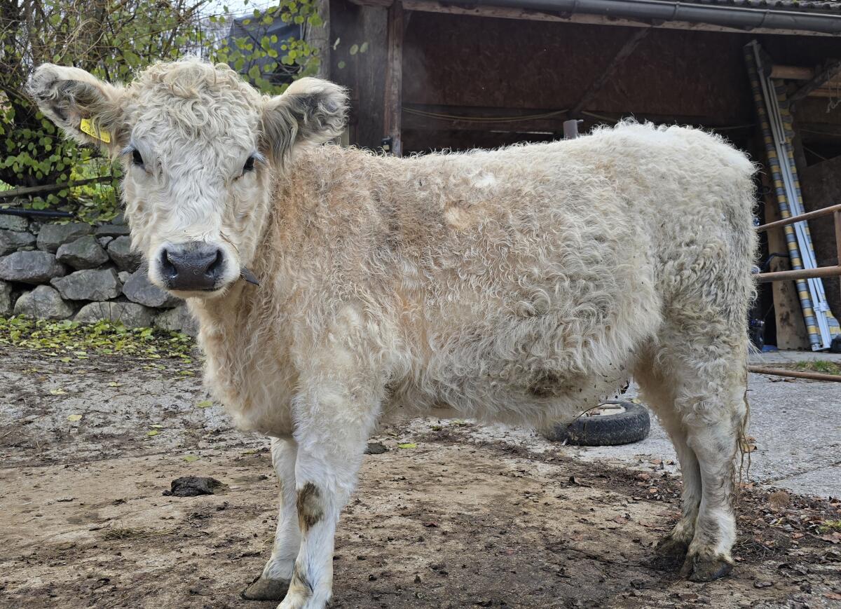 White, Black Galloway Kalbinnen 3
