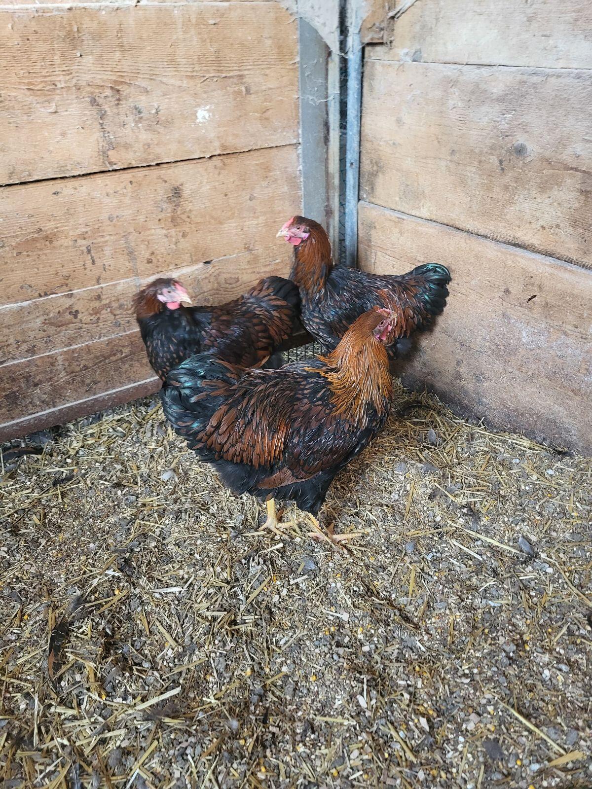 Wyandotten Hähne und Brahma Hähne zu verkaufen 1