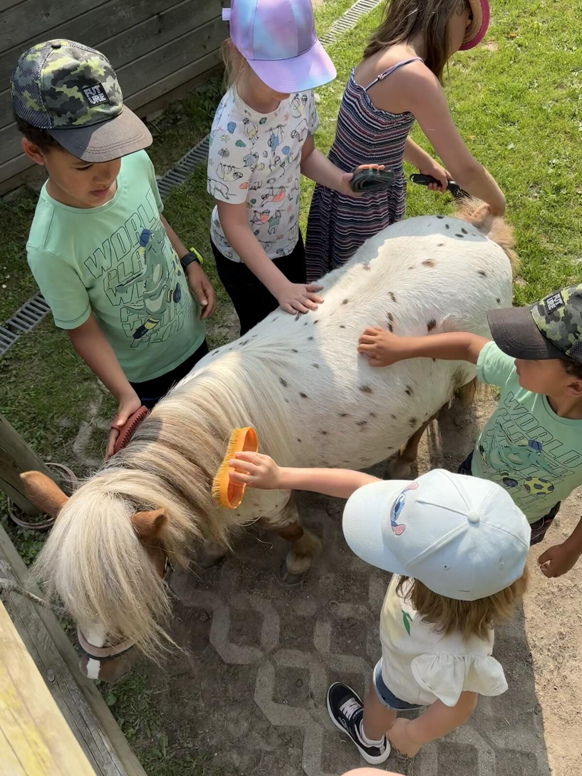 Minipony Stute für Freizeit und Abenteuer 3