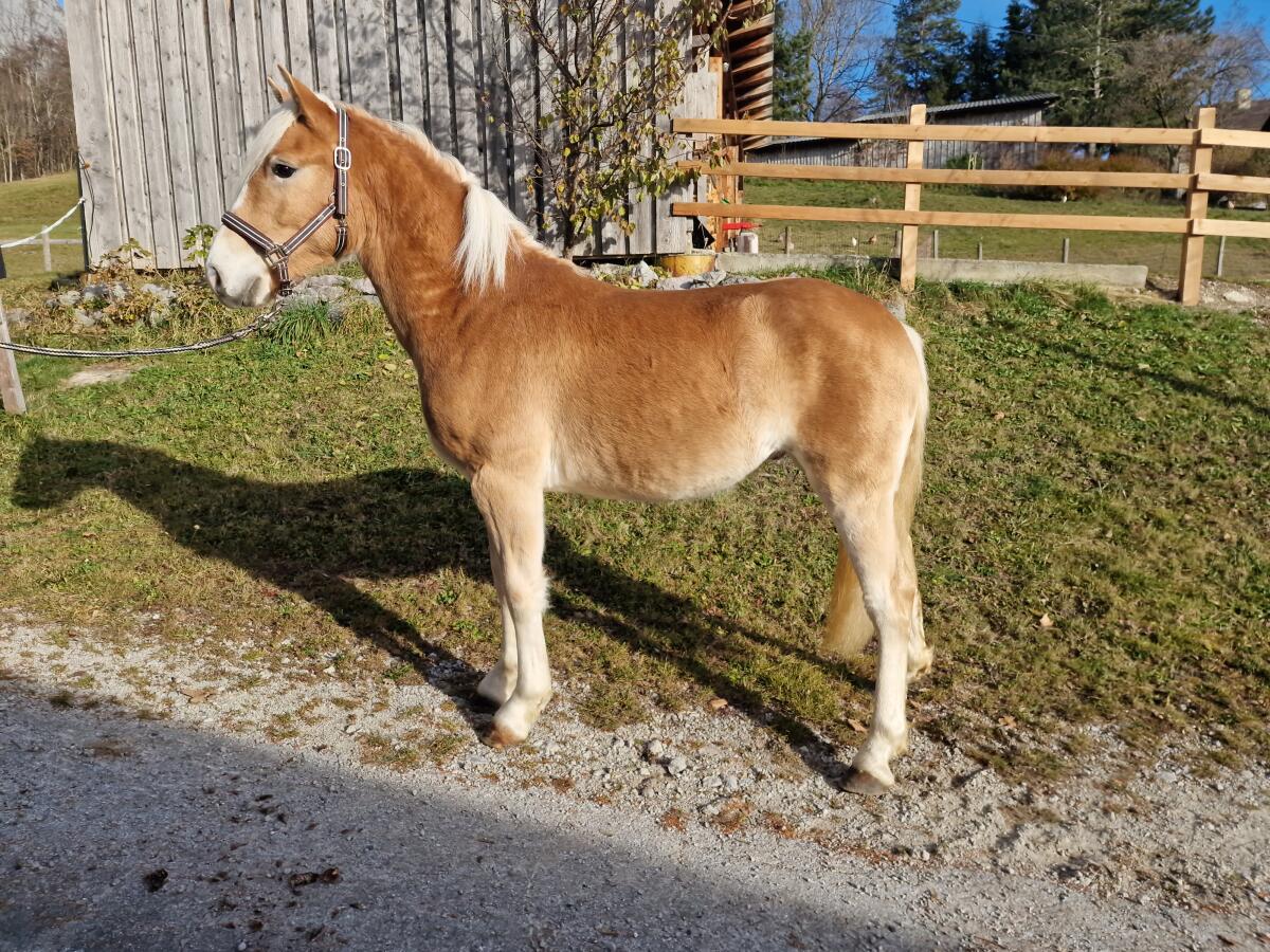 Haflingerwallach Stephano-W 3