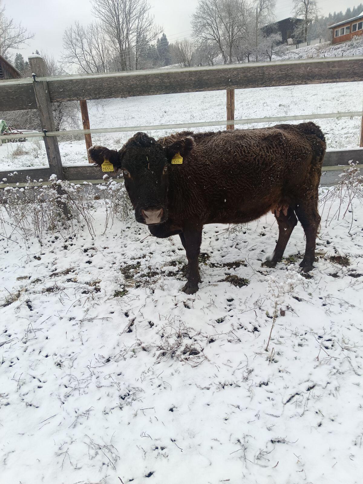 Dexter Rinderherde 2