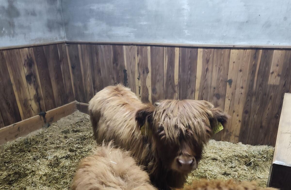 Mini Highland Kuhkalb / Mini Hochlandrind 1