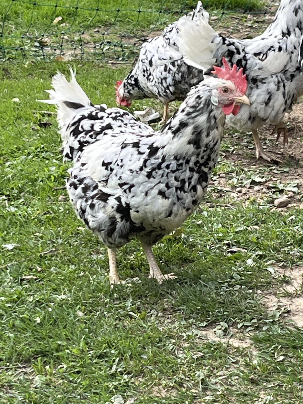 Exchequer Leghorn Bruteier 2