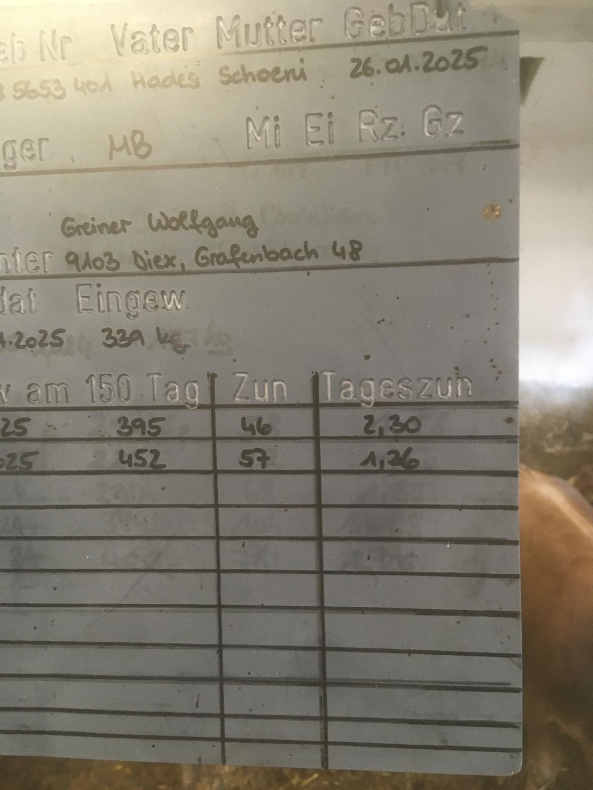 Murbodner Zuchtstiere 2