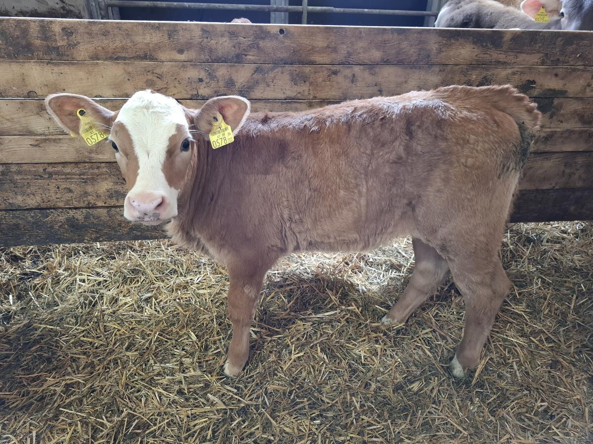 Fleckvieh- und Braunviehkuhkälber 3
