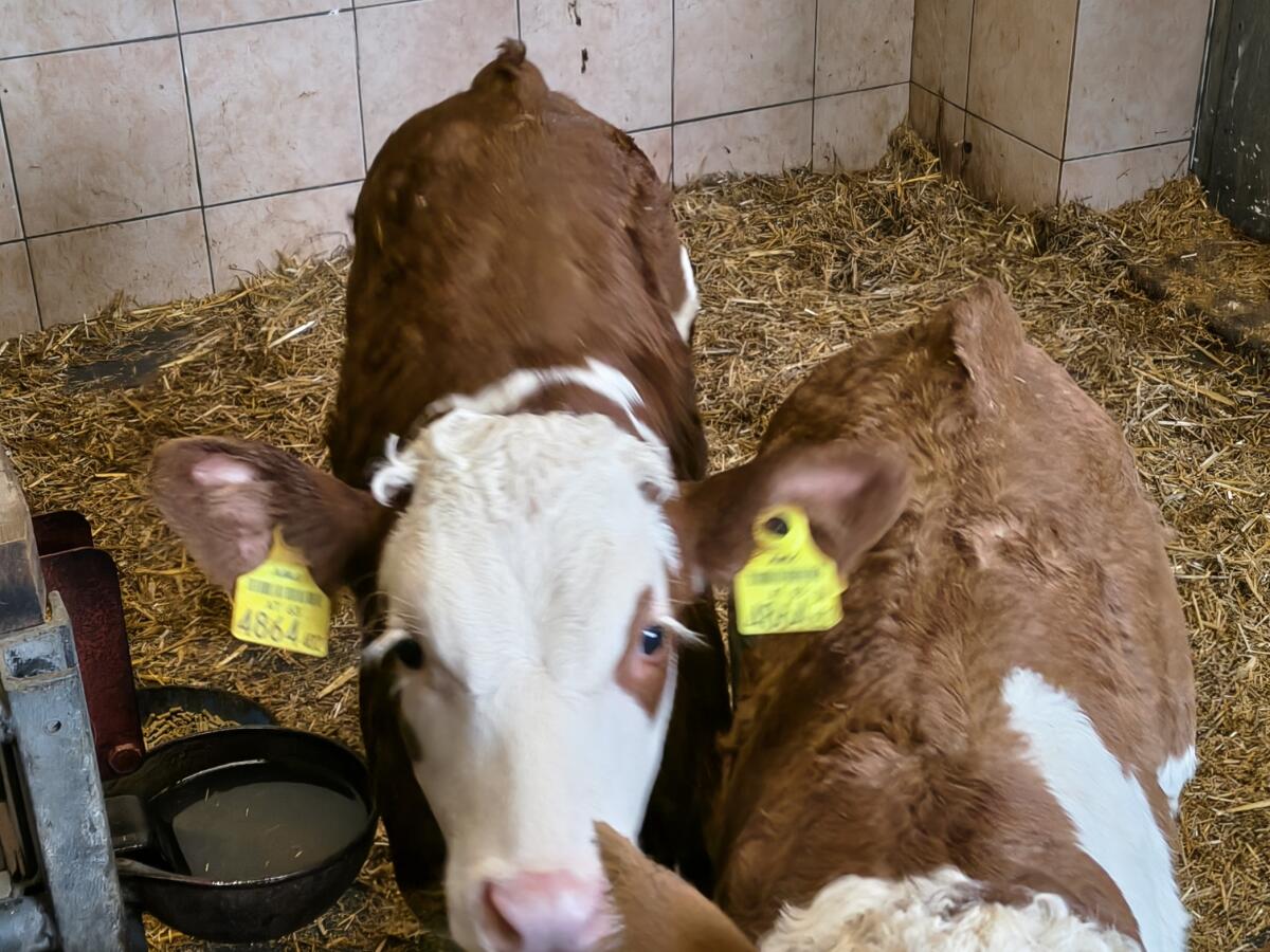 BIO Fleckvieh Zuchtkalb 3