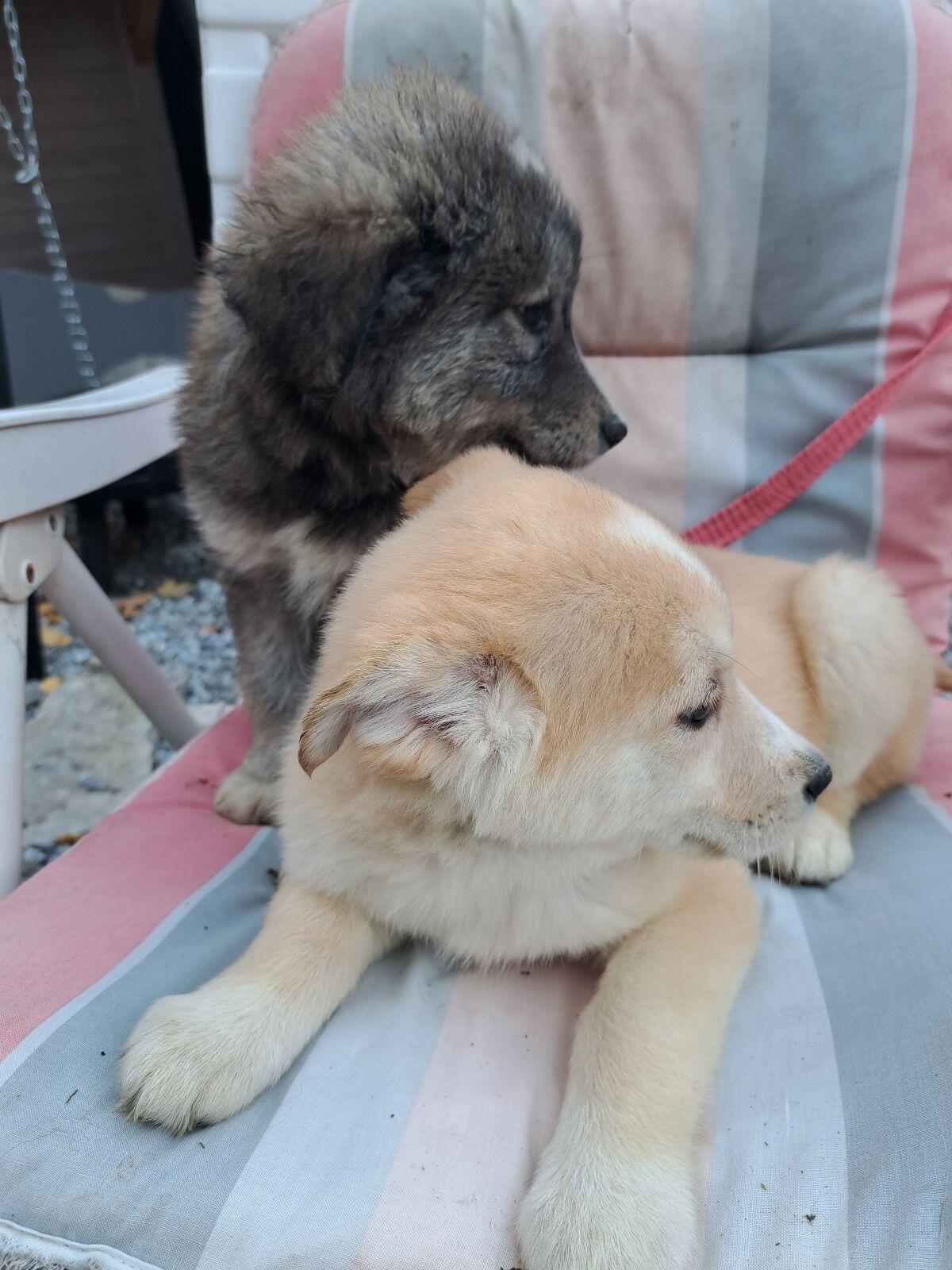 Wunderschöne Mischlingswelpen 1