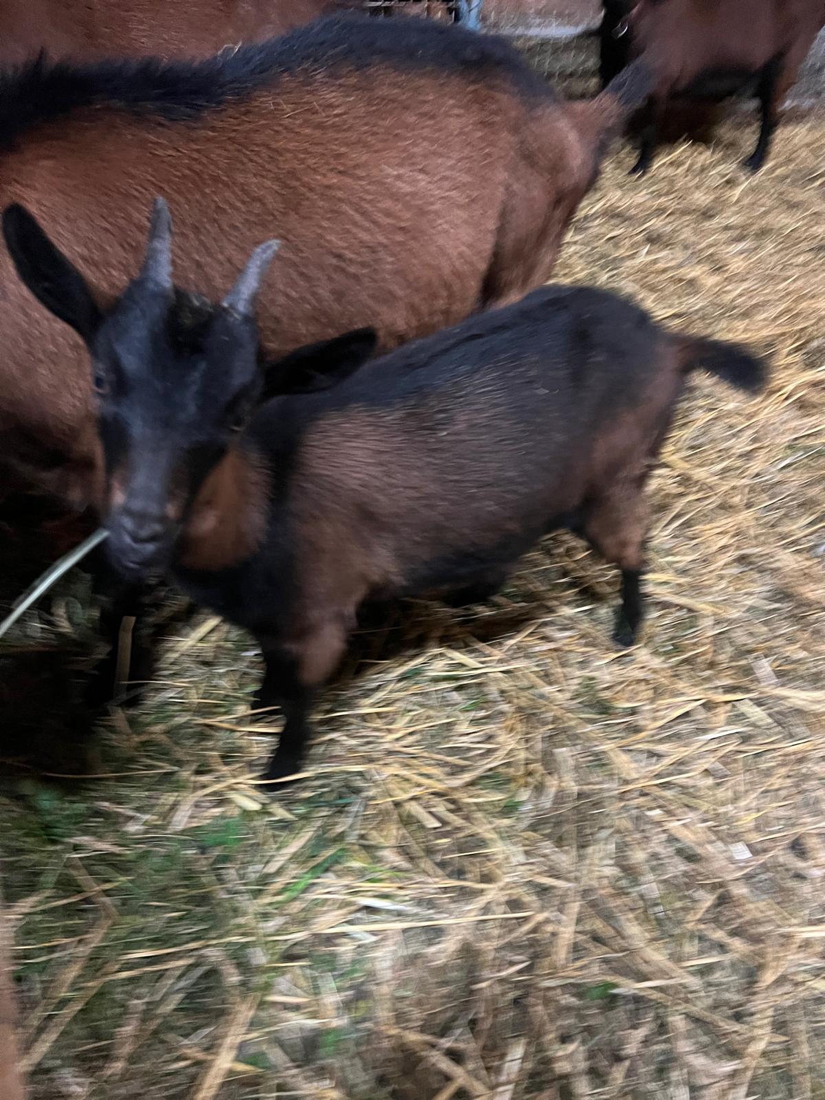 Pinzgauer Ziegenkitze 2