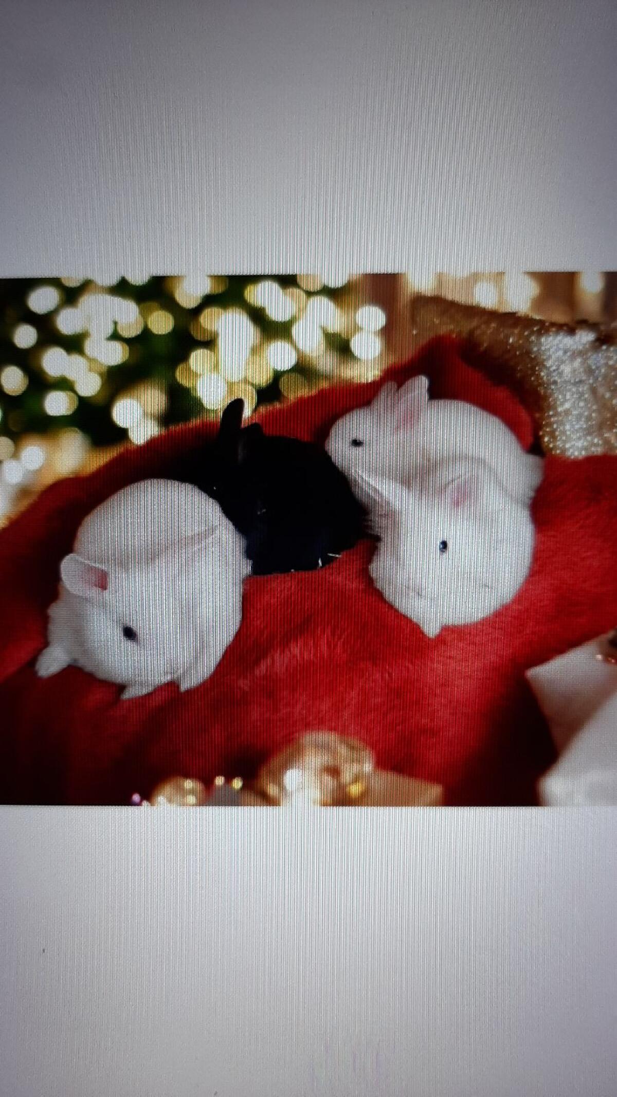 Löwenkopf-Mix Kaninchen 1