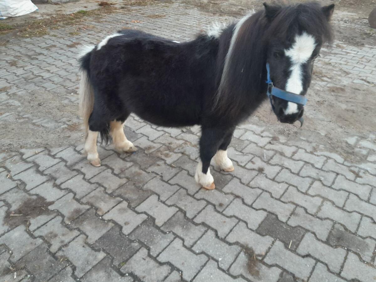 Mini Shetty, Pony Stuten und Hengst 3