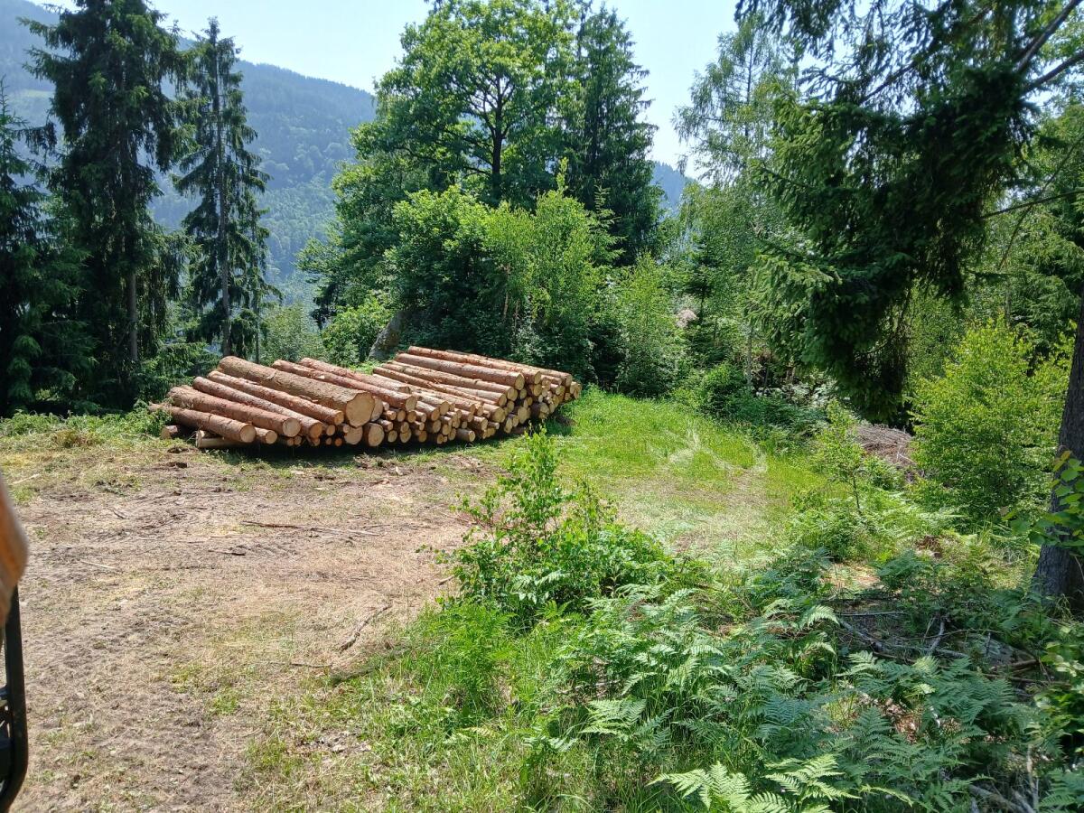 15 ha Wald und Weidefläche 1
