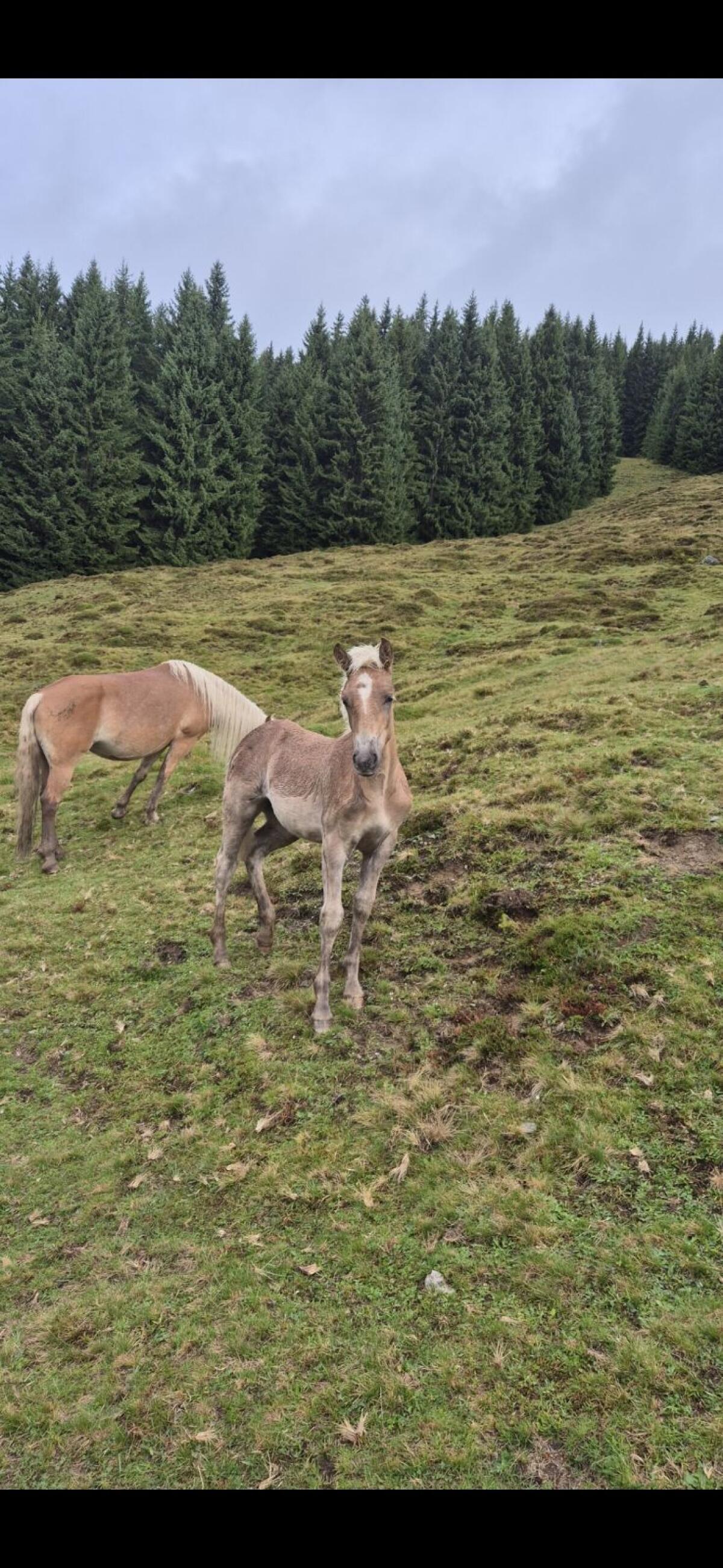Top Haflinger Stutfohlen 1