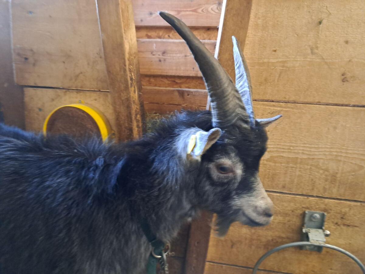 Blobe Kitzbock zu verkaufen 1