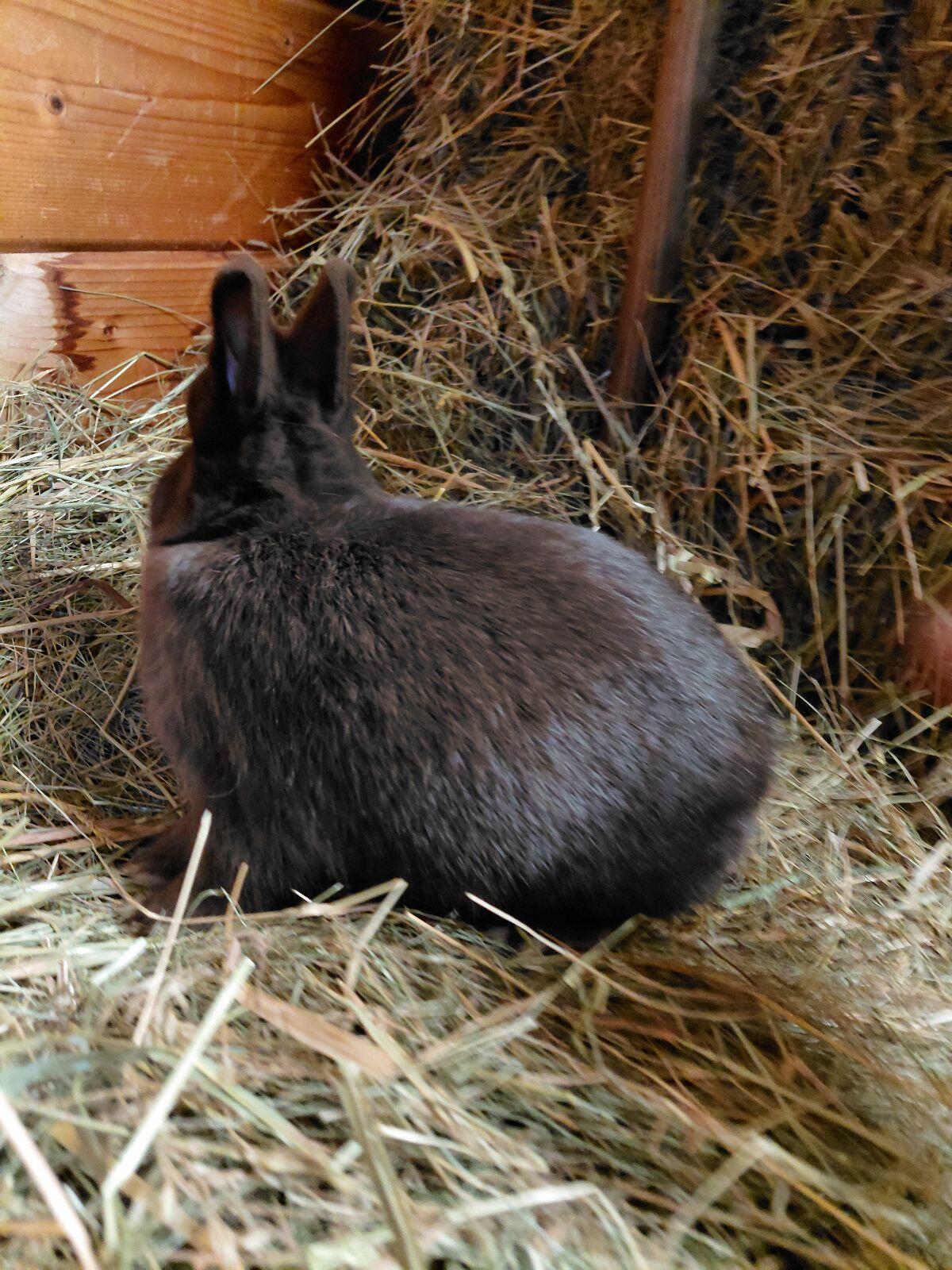 Farbenzwerg Havanna, Kaninchen, Zwerghase 2