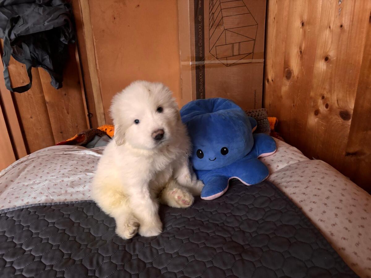 Pyrenäenberghund Welpe 1