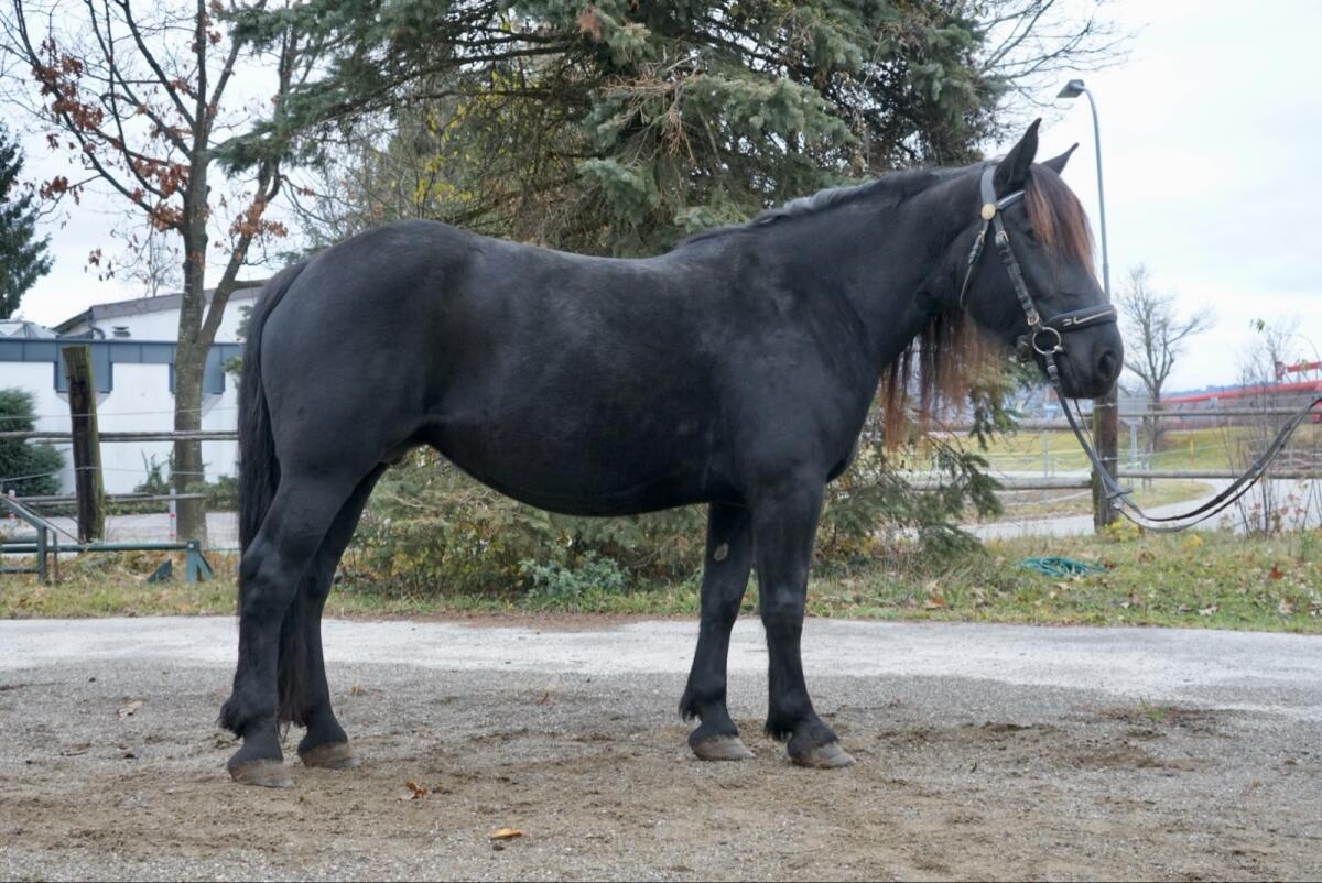 Rappstute, ohne Abzeichen 1