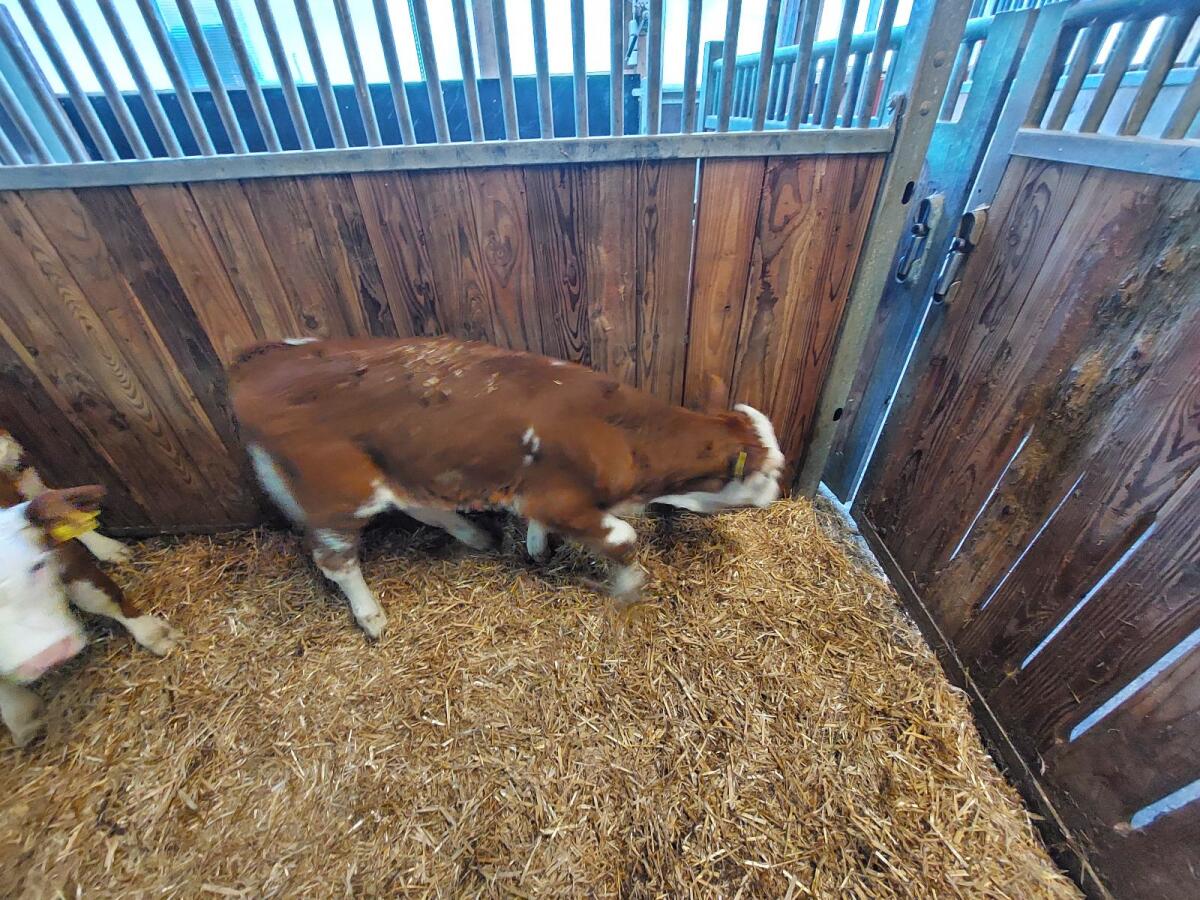 FV weibliches Zuchtkalb 1