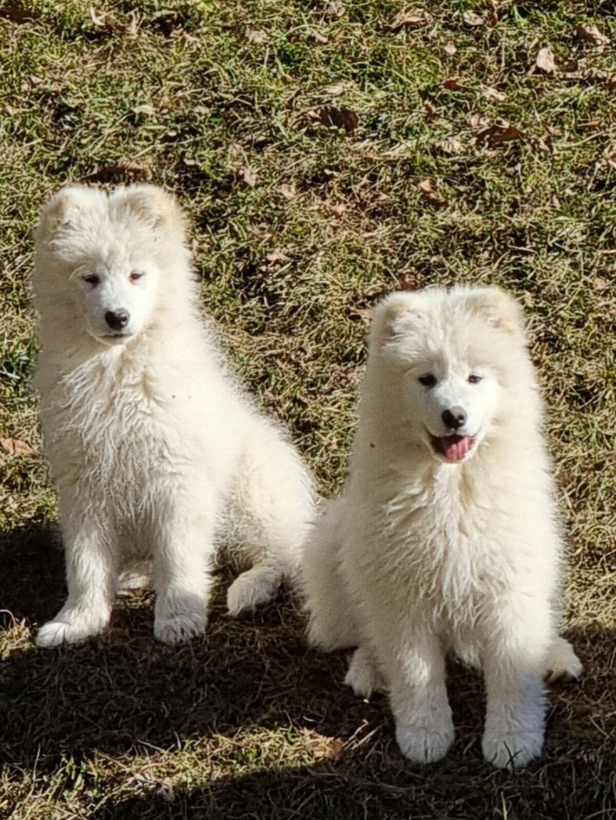 Entzückende reinrassige Samojeden-Welpen 2