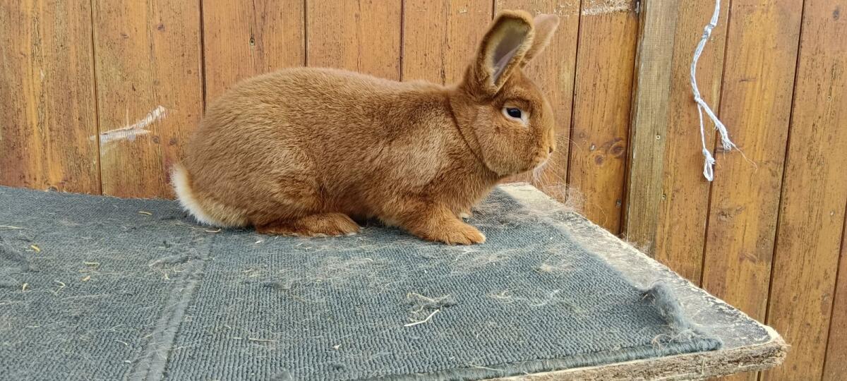 Roter Neuseeländer 1