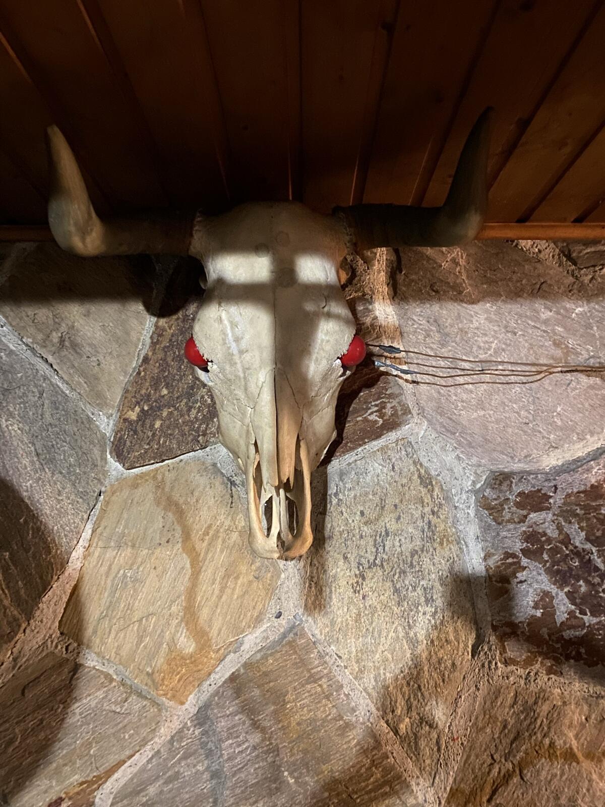 Stierkopf mit LED-Birnen 2