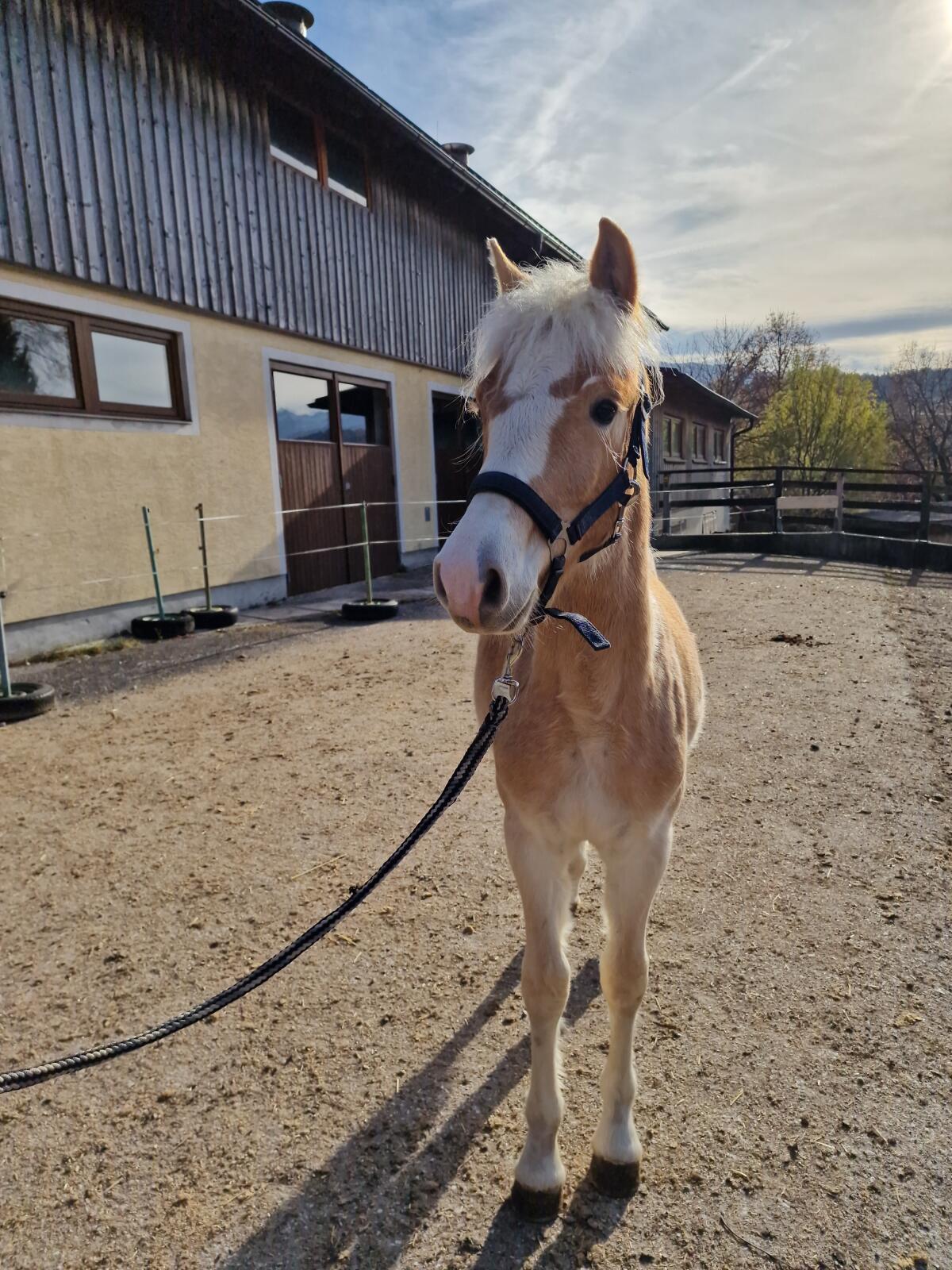 Hengstfohlen Avelino-W 1