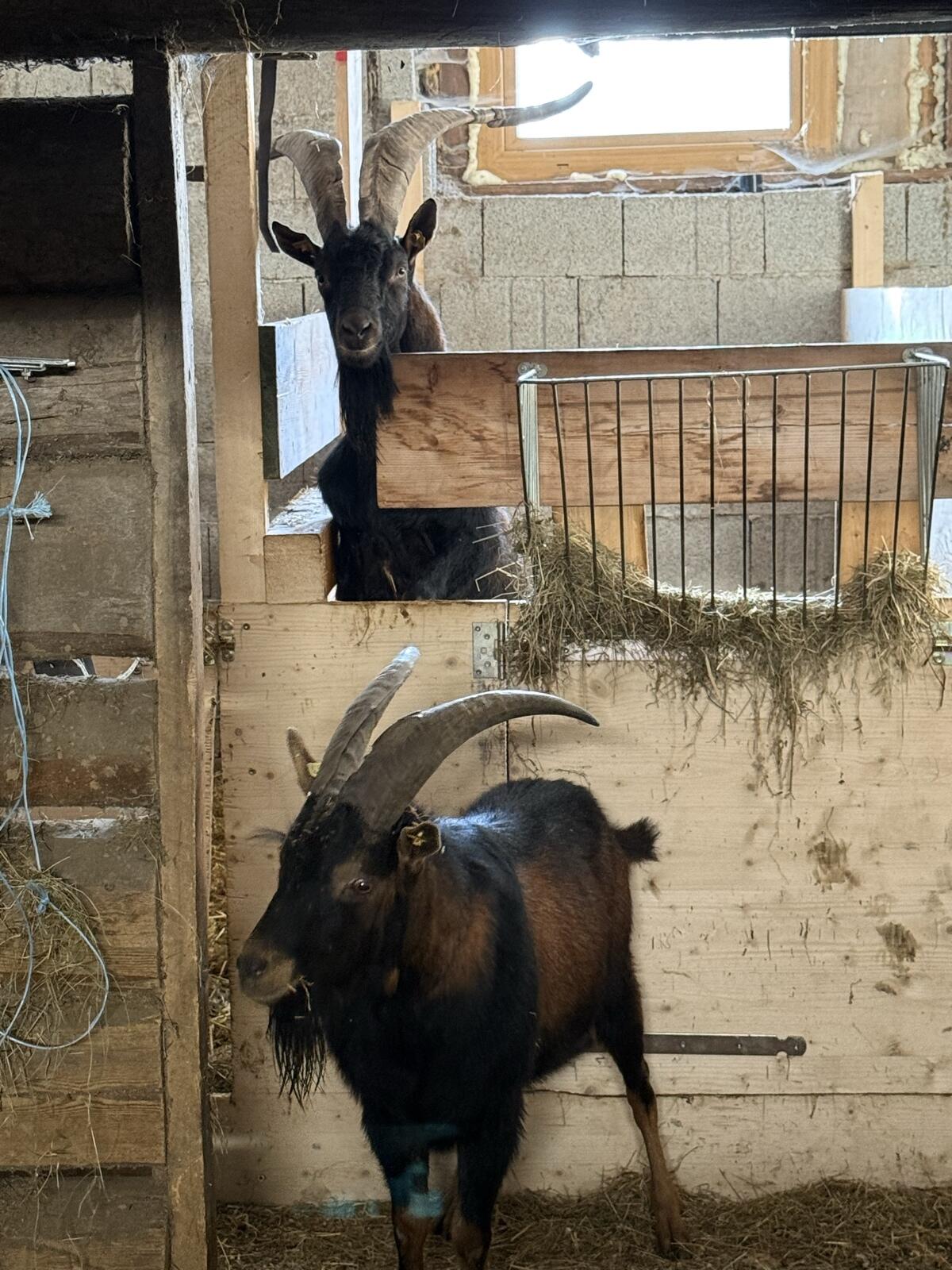 Aosta Bock 1,5 Jahre 1