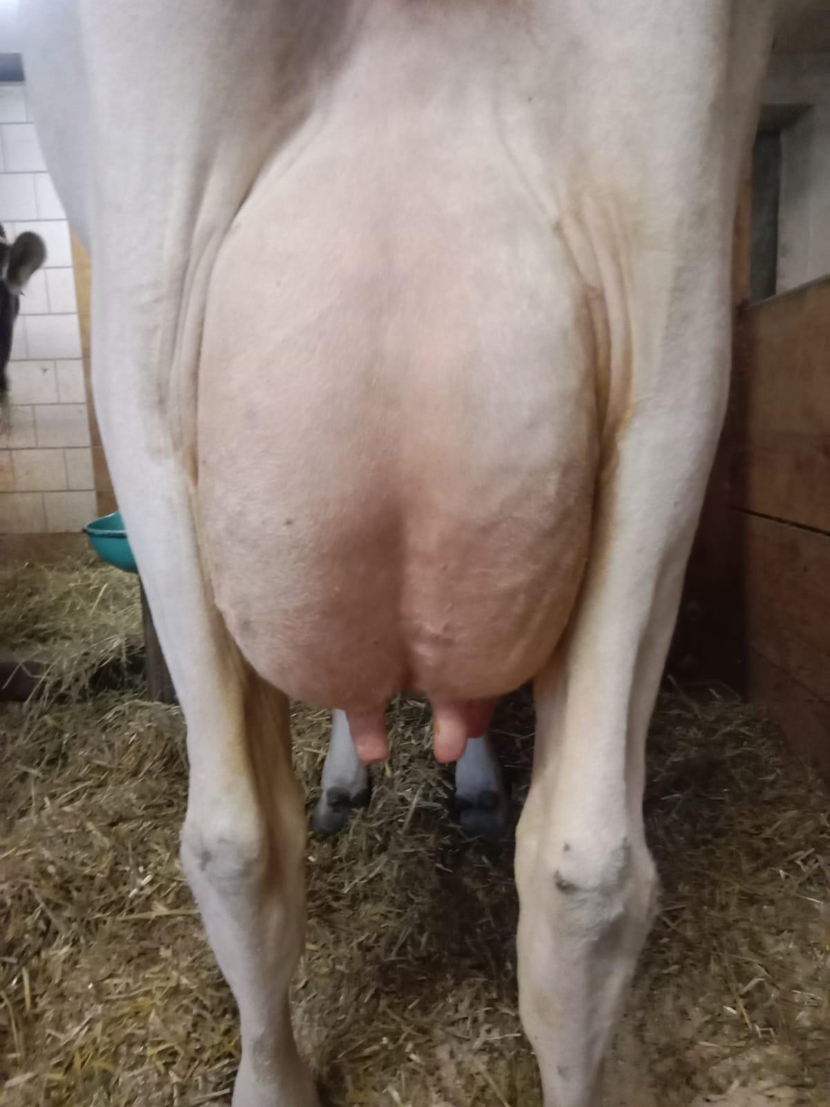 Brown Swiss Erstlingskuh 3