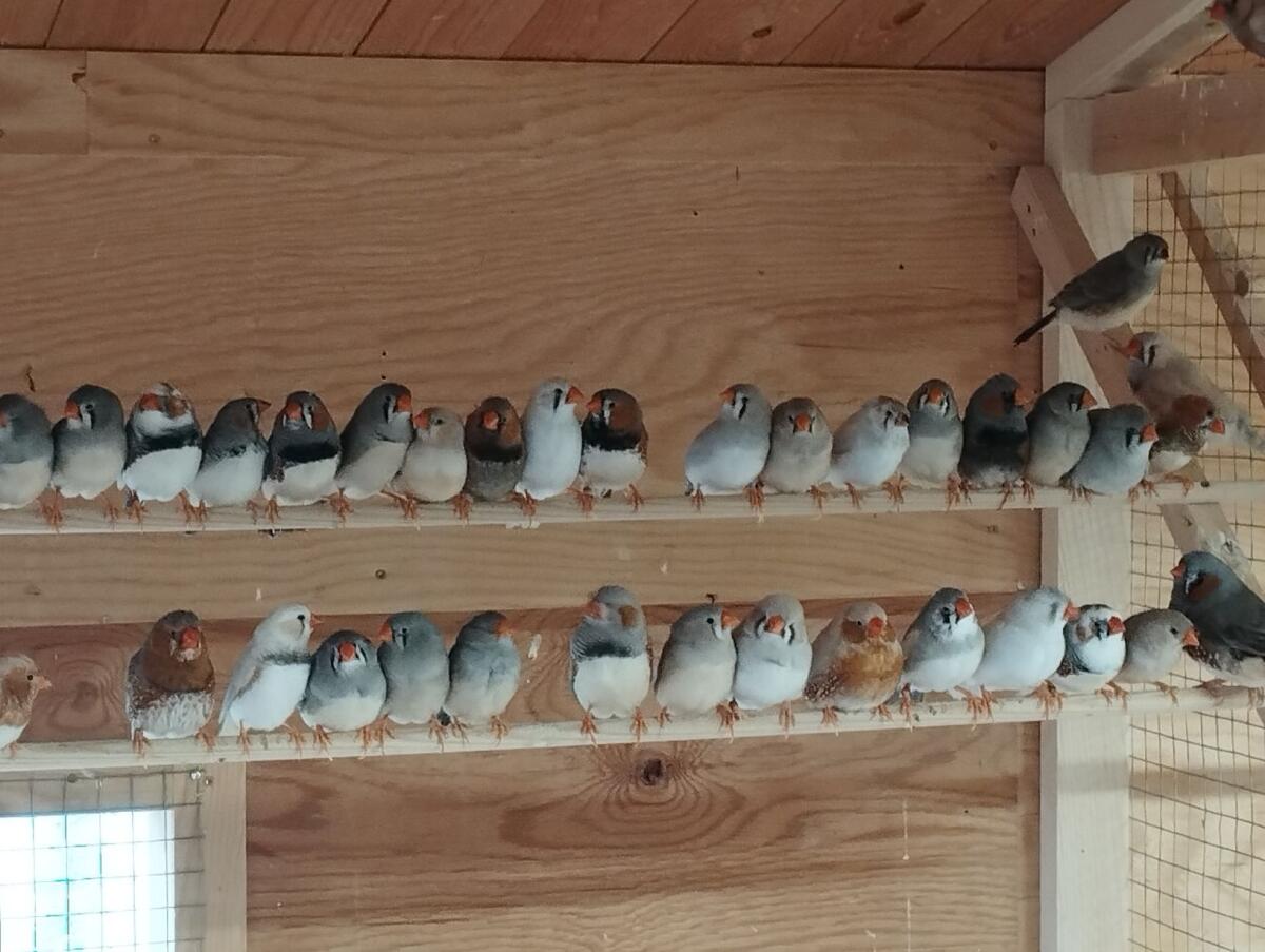 Zebrafinken und Kanarien 3