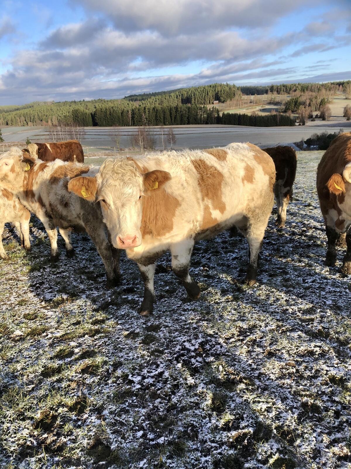 Verkaufe sehr schöne Kalbin für Mutterkuh 1