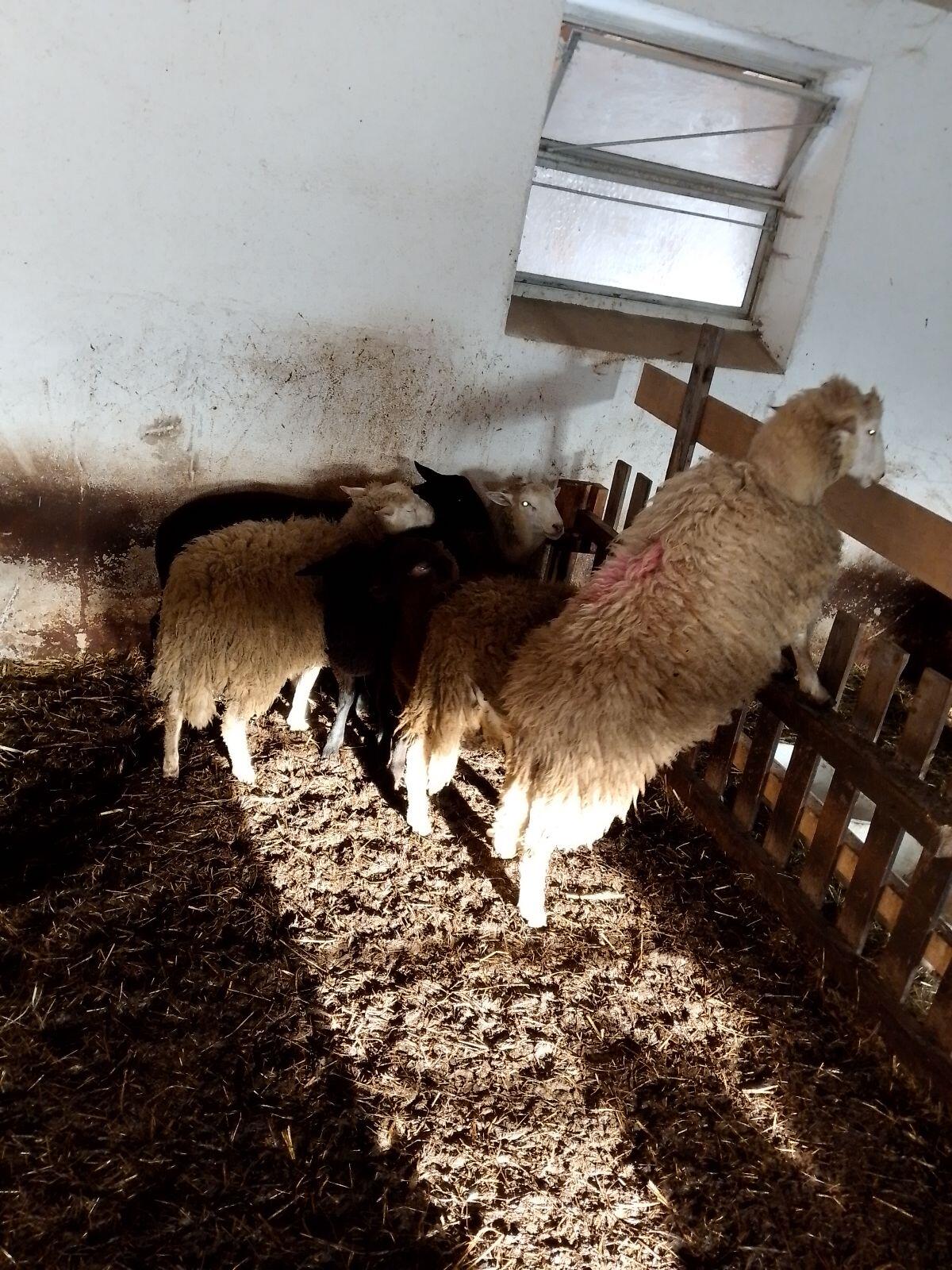 Verkaufe 7 Bio-Mastlämmer 2