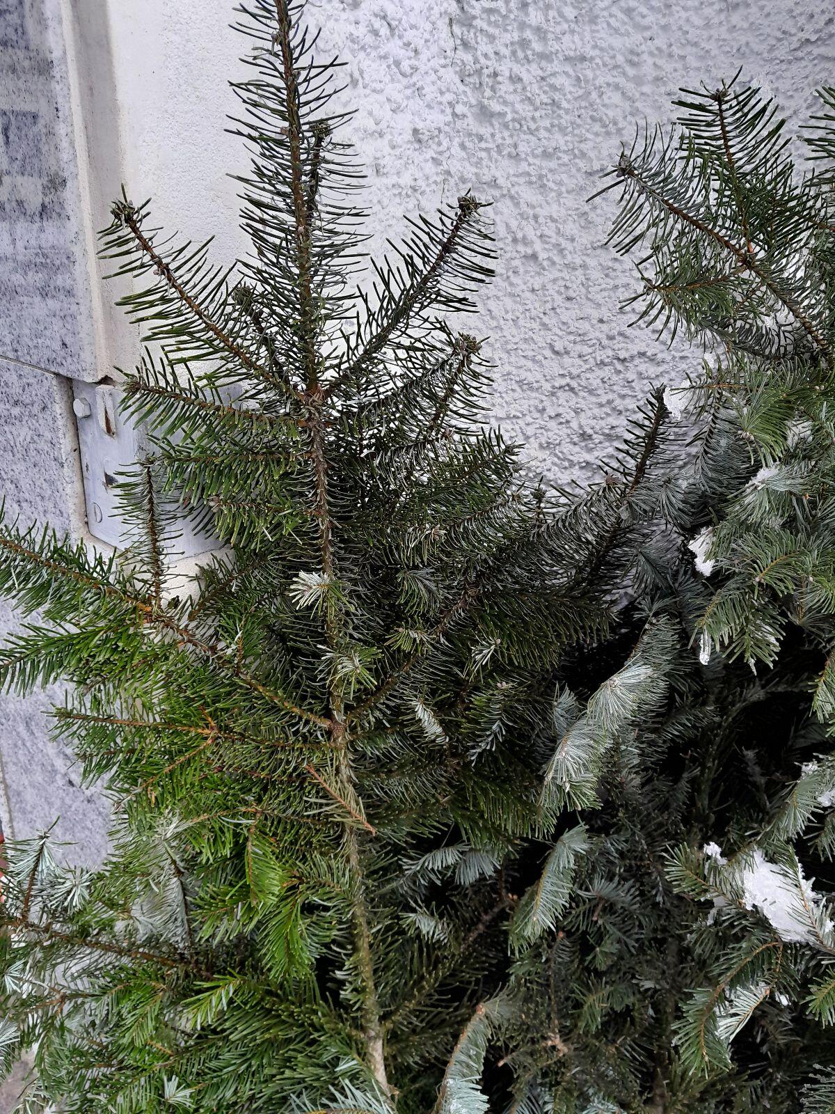 Große Tannenzweige 2